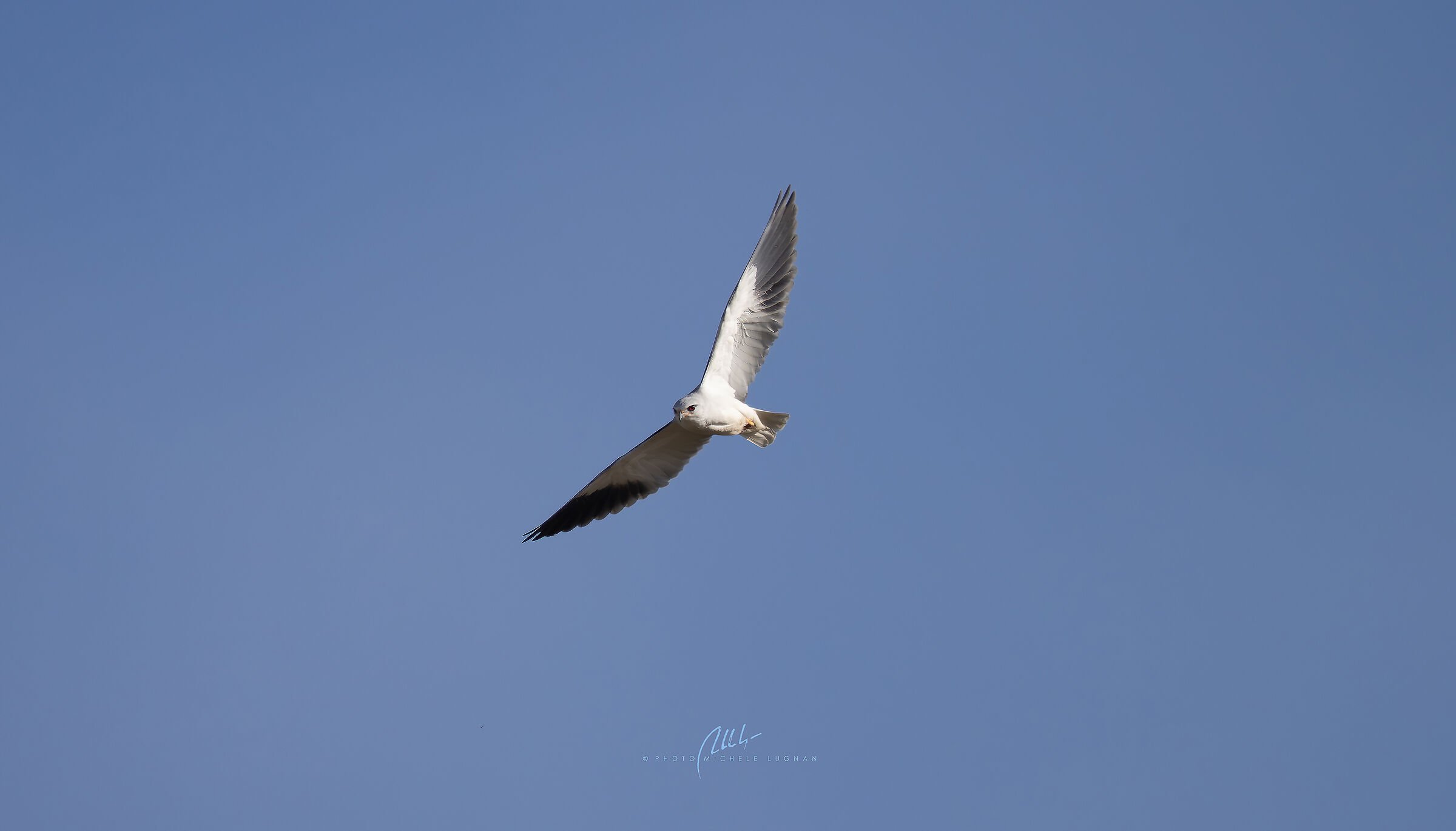 White Kite