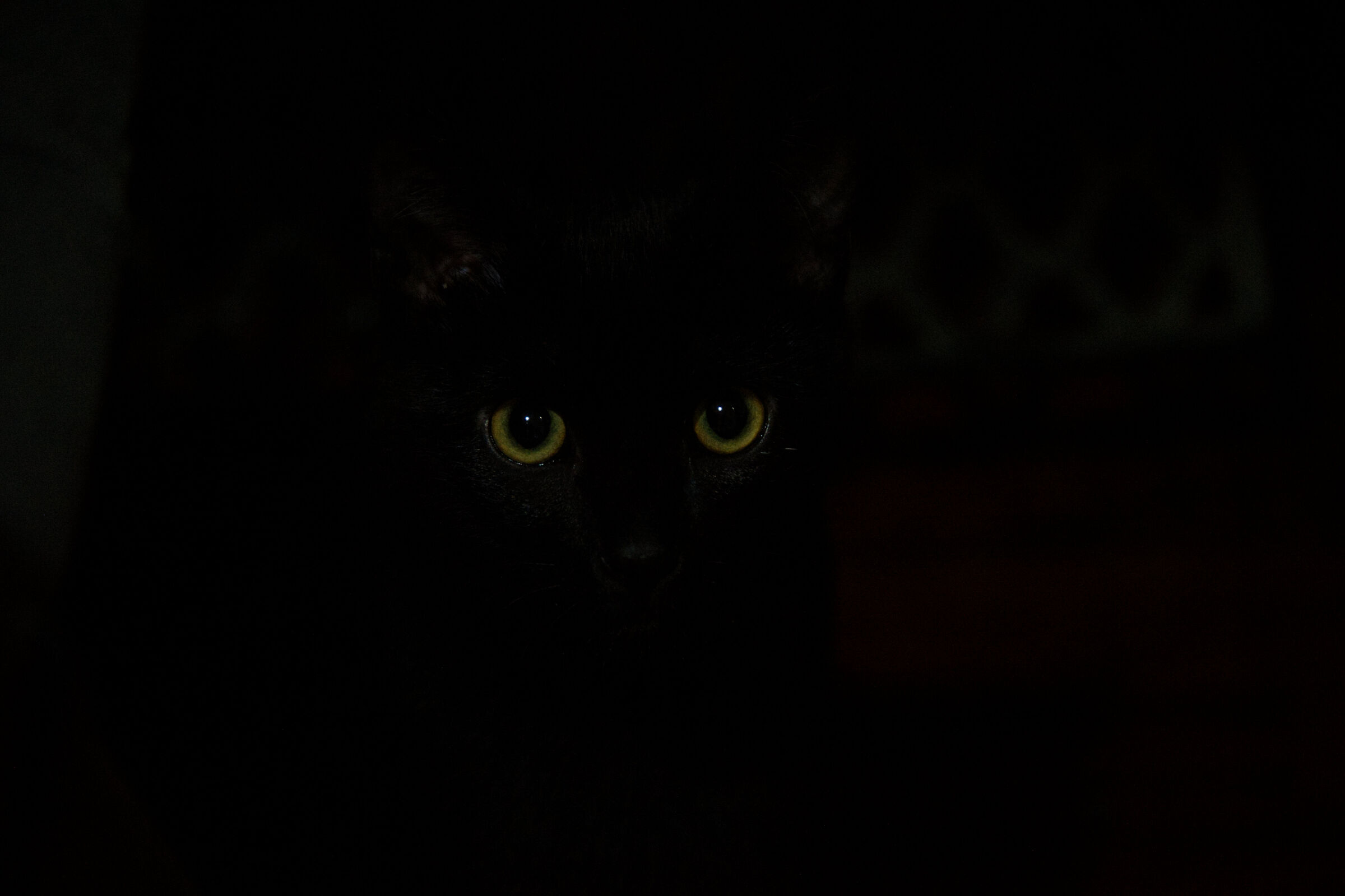 eyes of the cat, per gli anta occhi di gatto