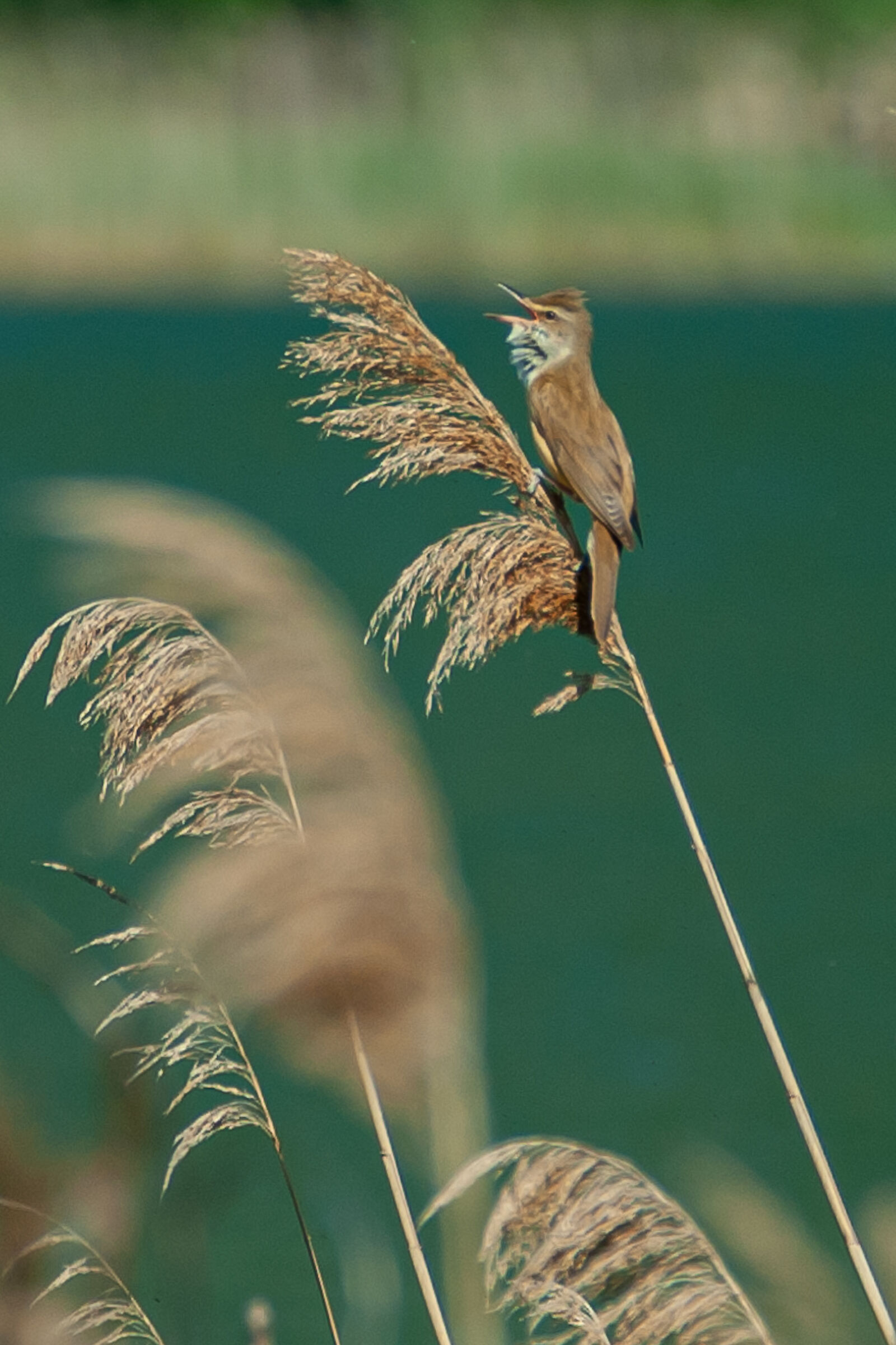 Common reed warbler
