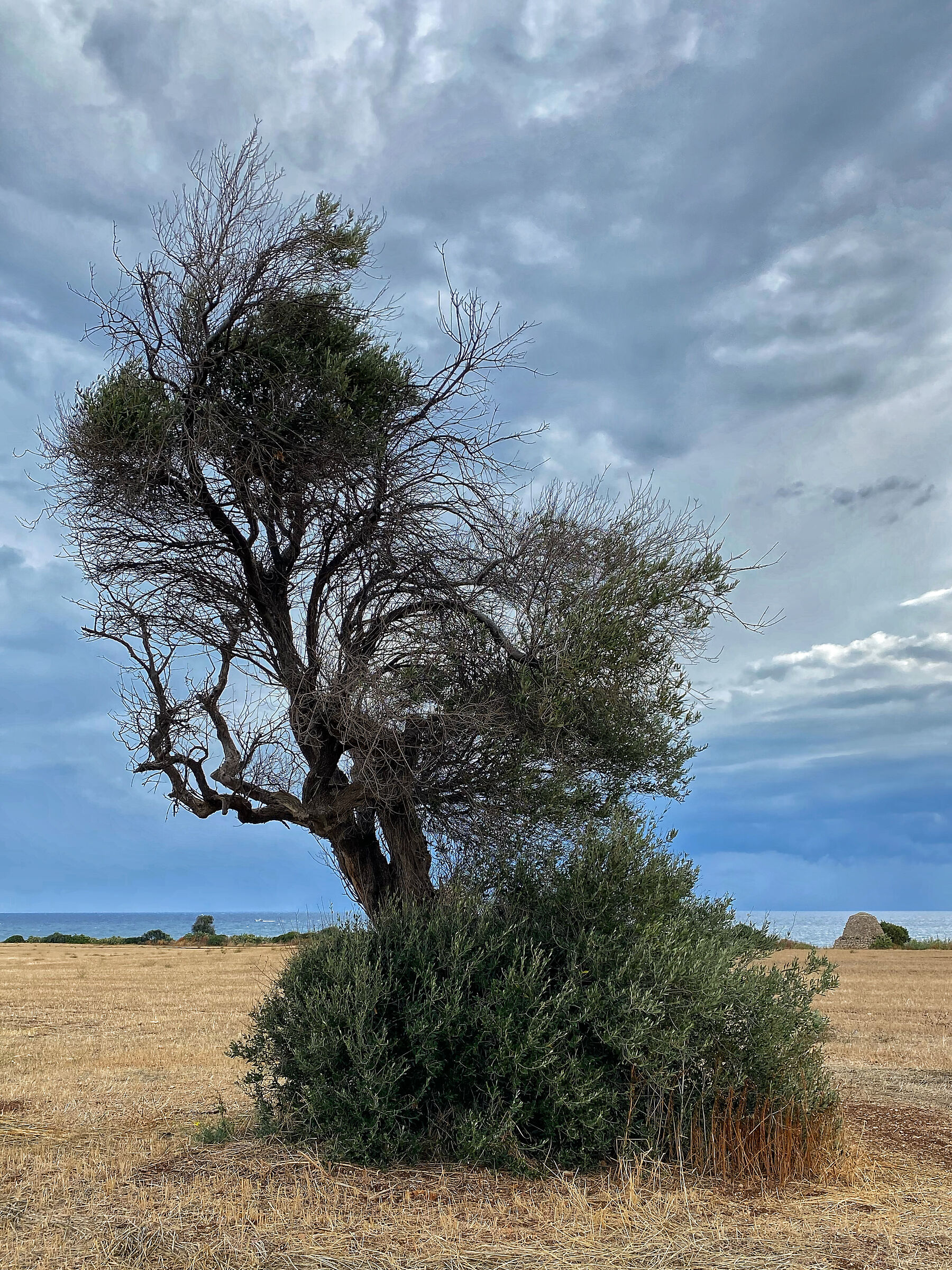 Apulia - Costa Ripagnola