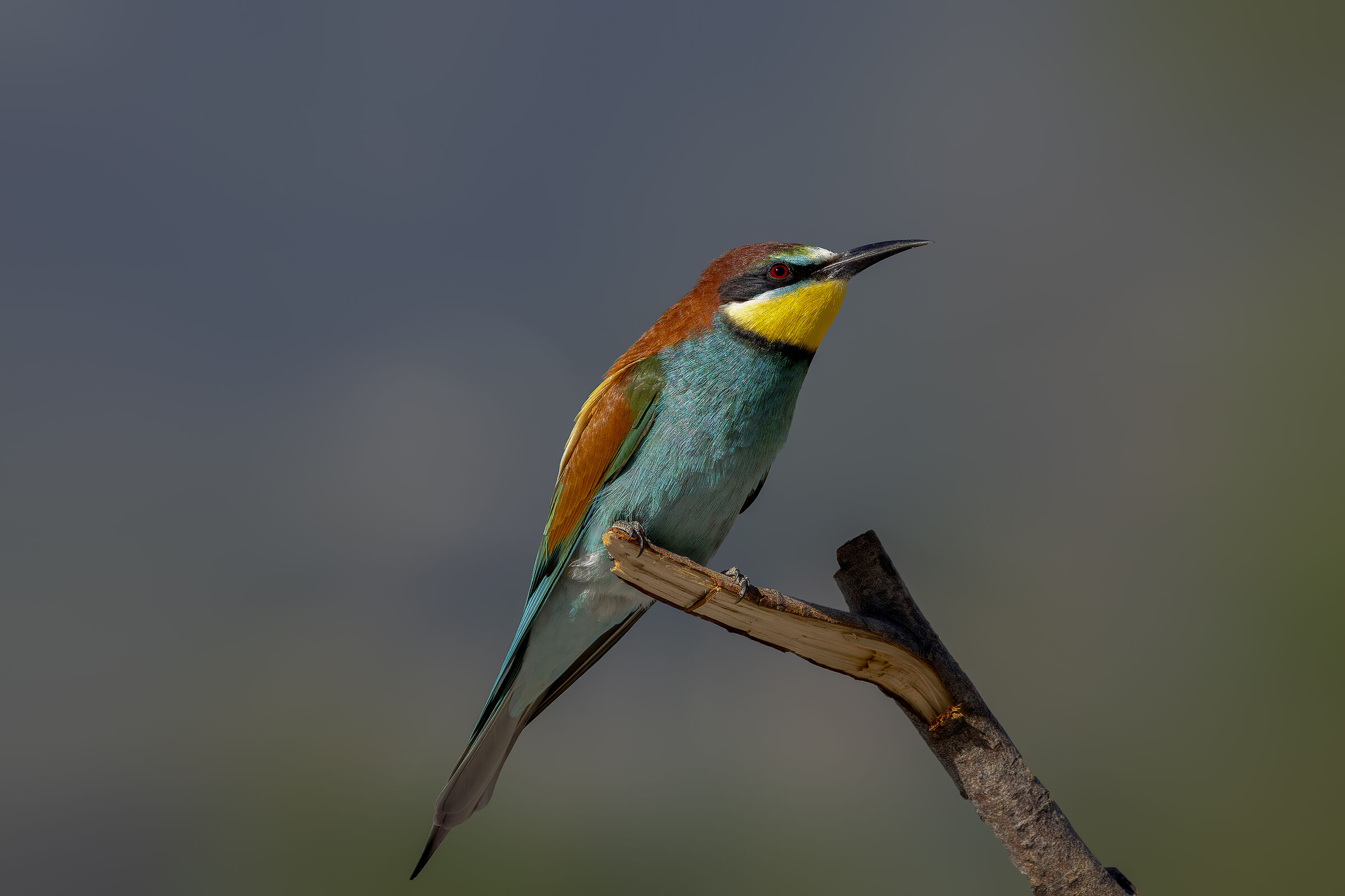Bee-eater