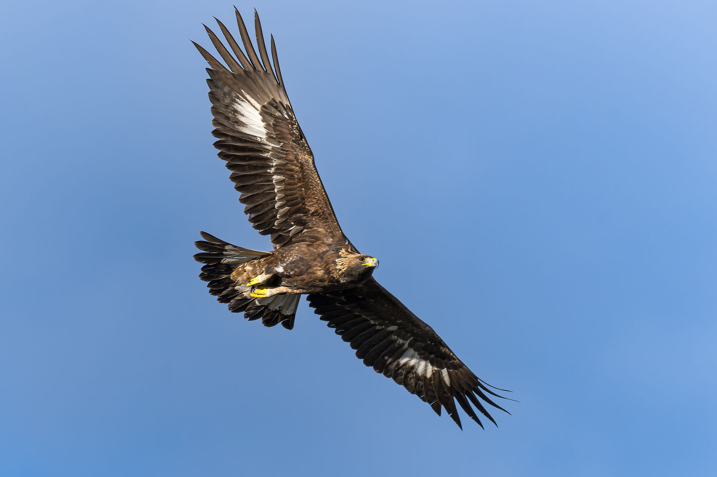 Aquila -Parc naturel régional des Baronnies Provençales