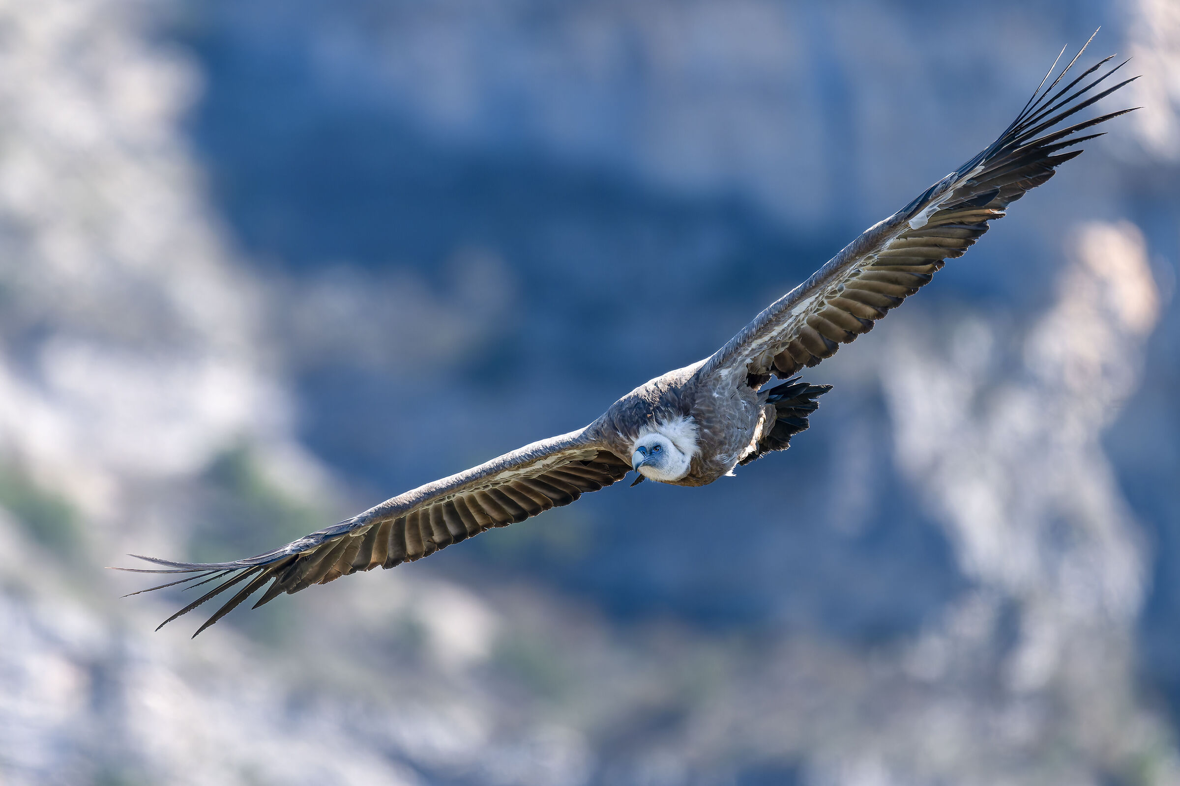 Grifone-Parc naturel régional des Baronnies Provençales