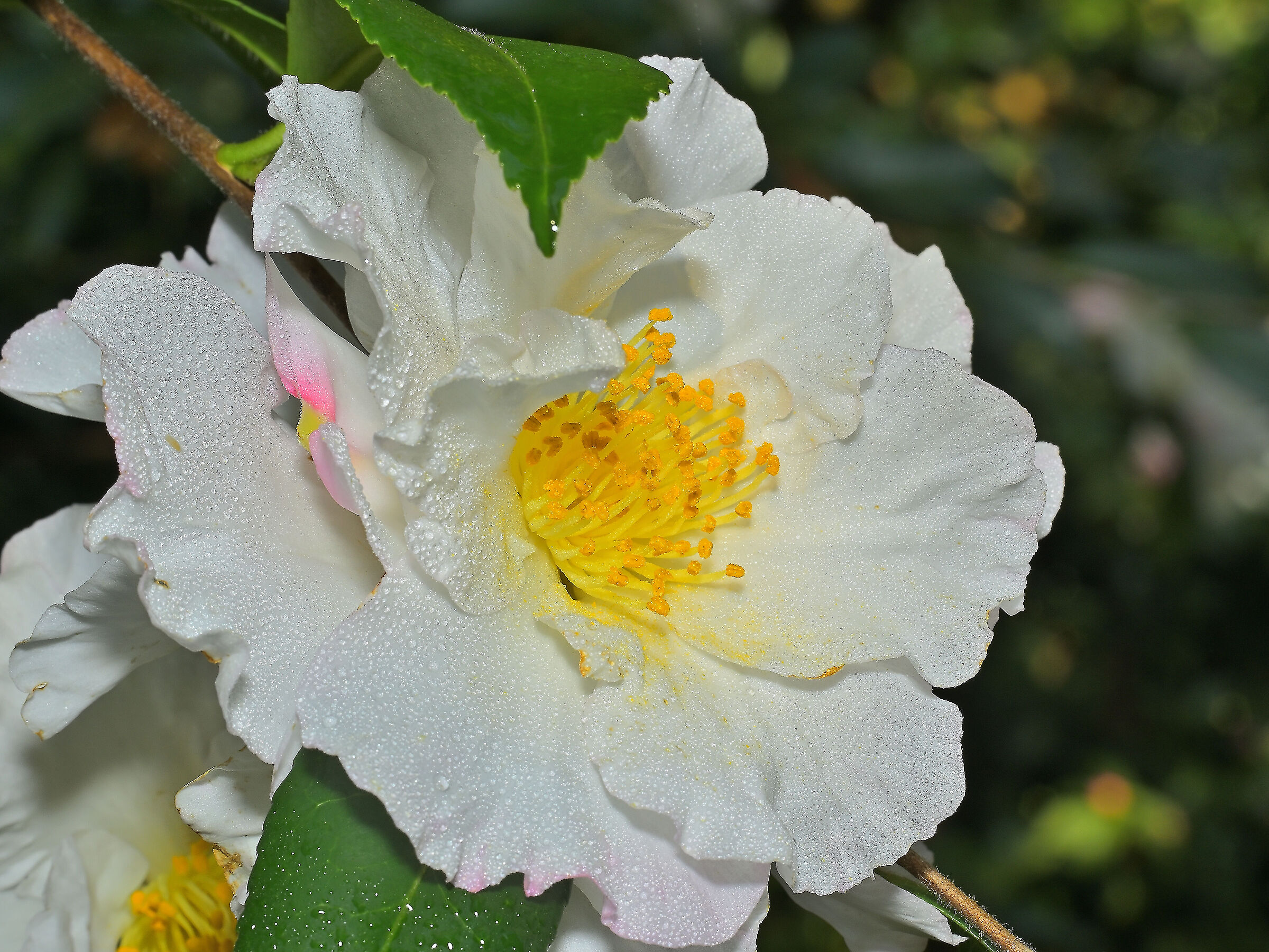Camellia sasanqua