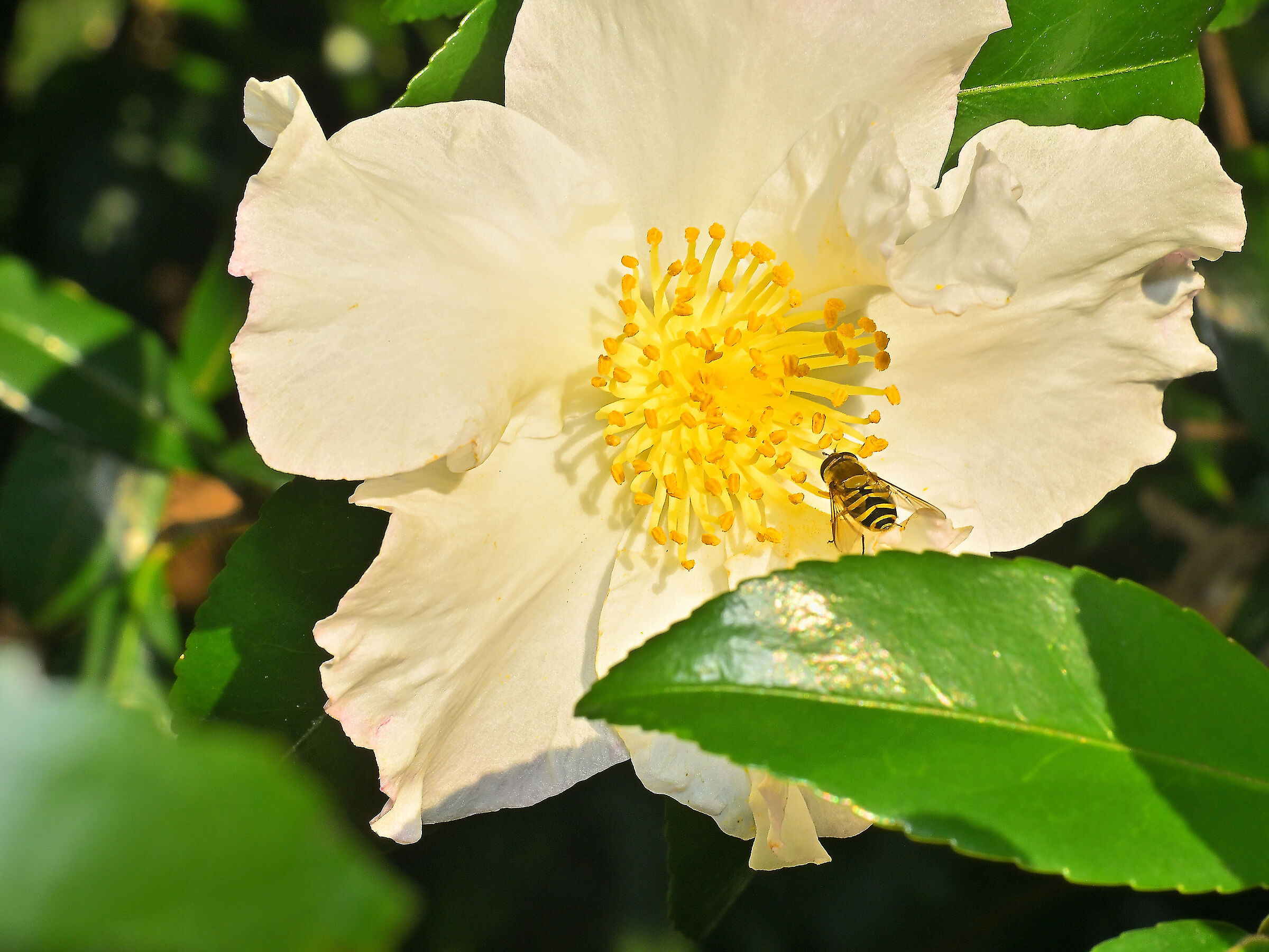 Camelia sasanqua