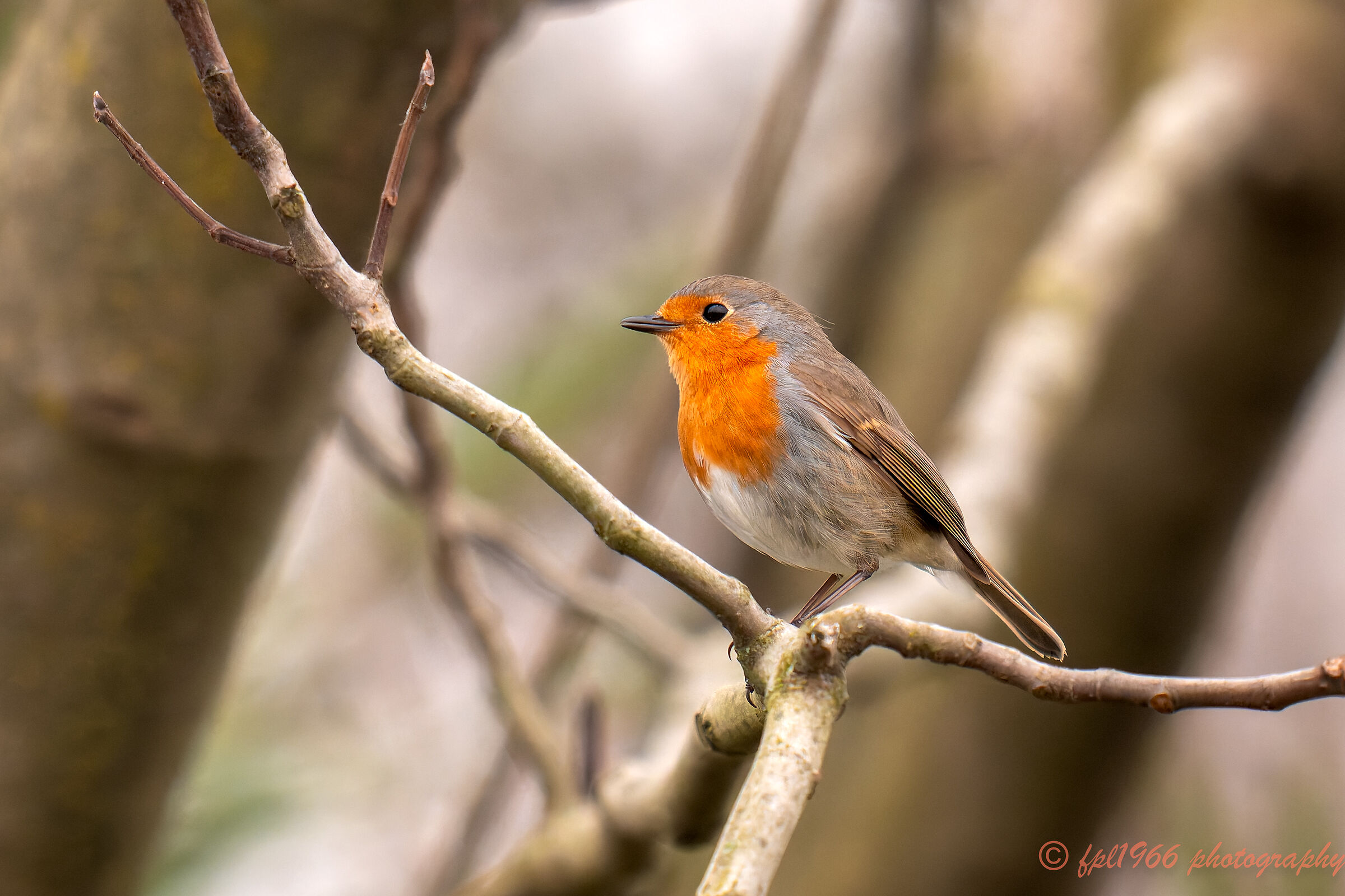 Robin on a gray day in March