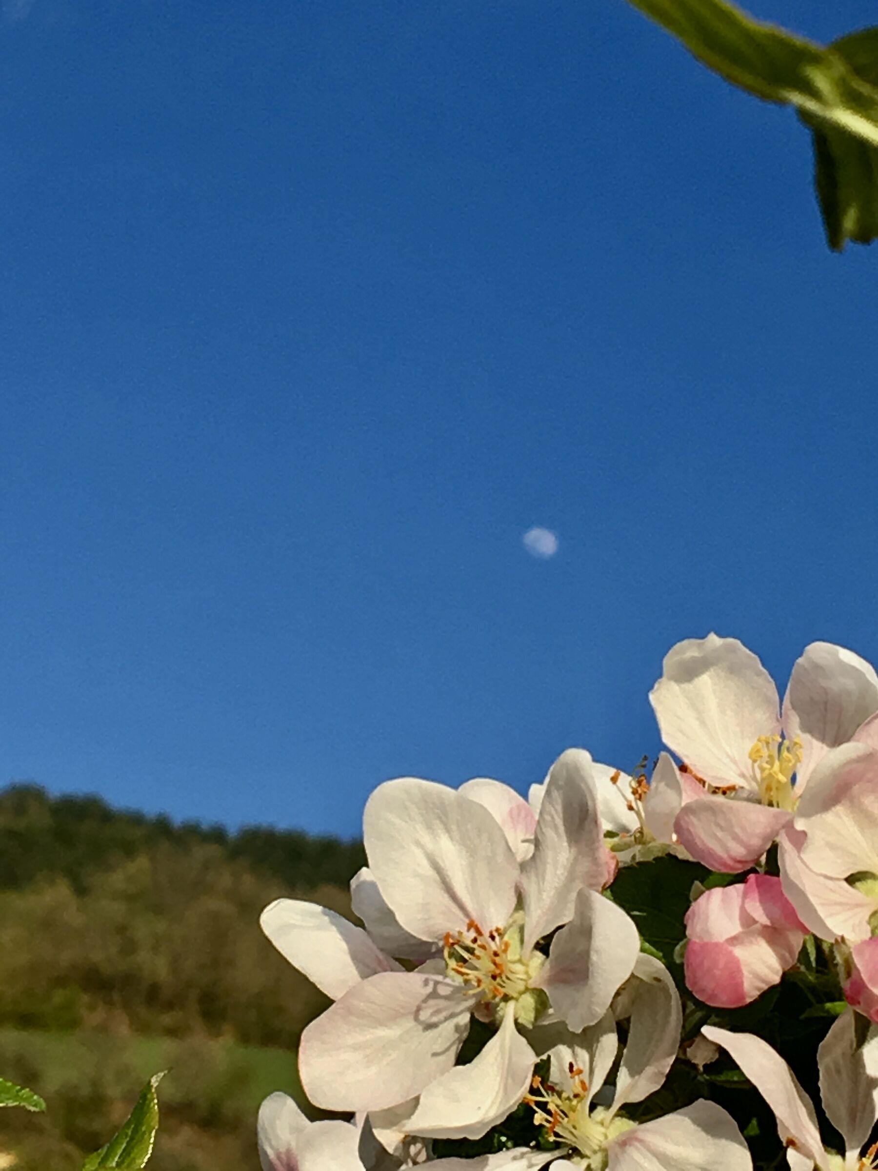 Spring moon.