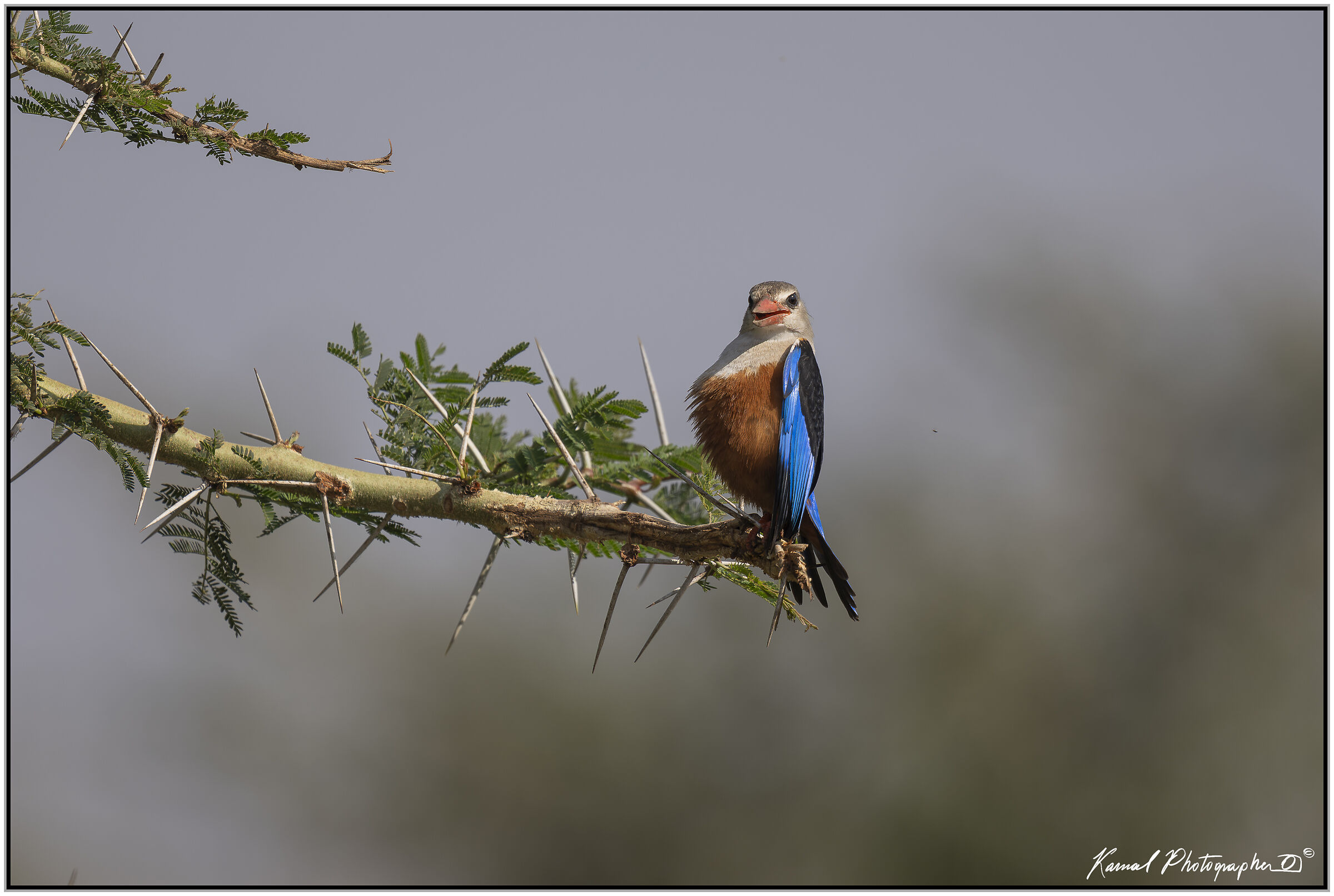 Grey-headed kingfisher