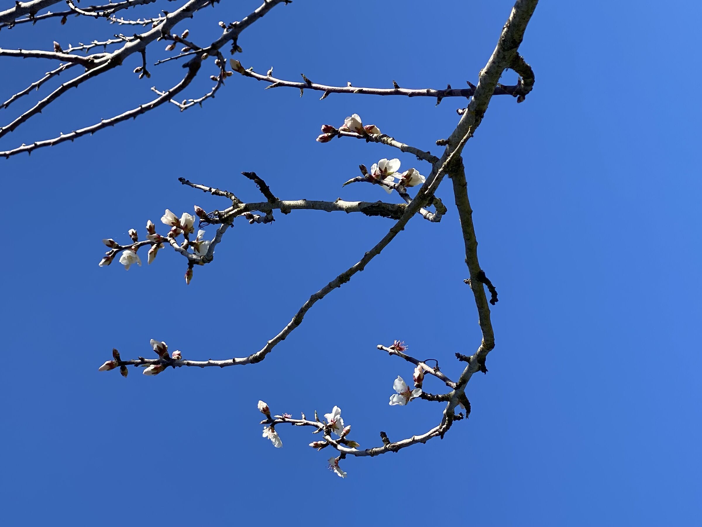 Blue and flowery skies