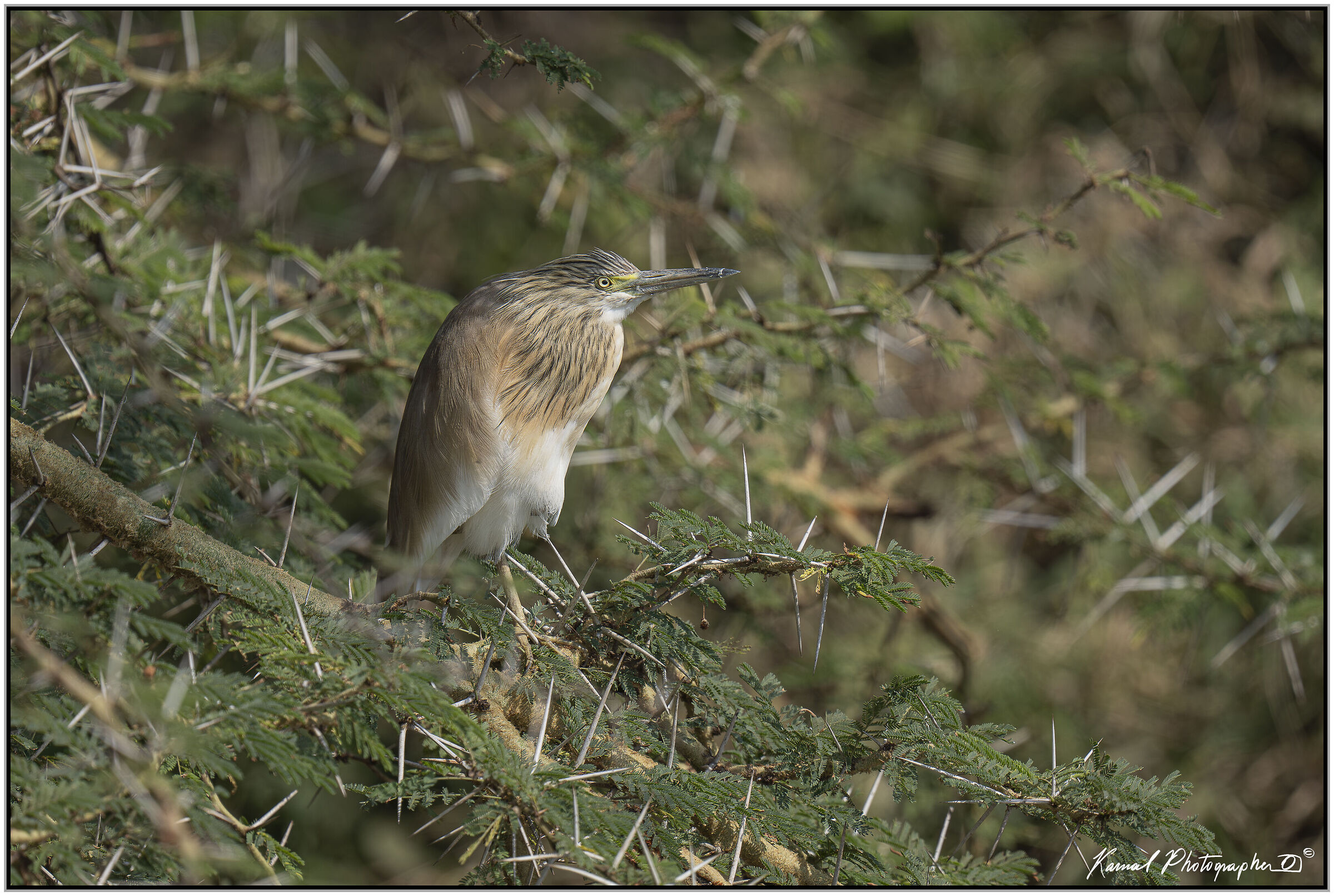 Squacco Heron (Ardeola ralloides)