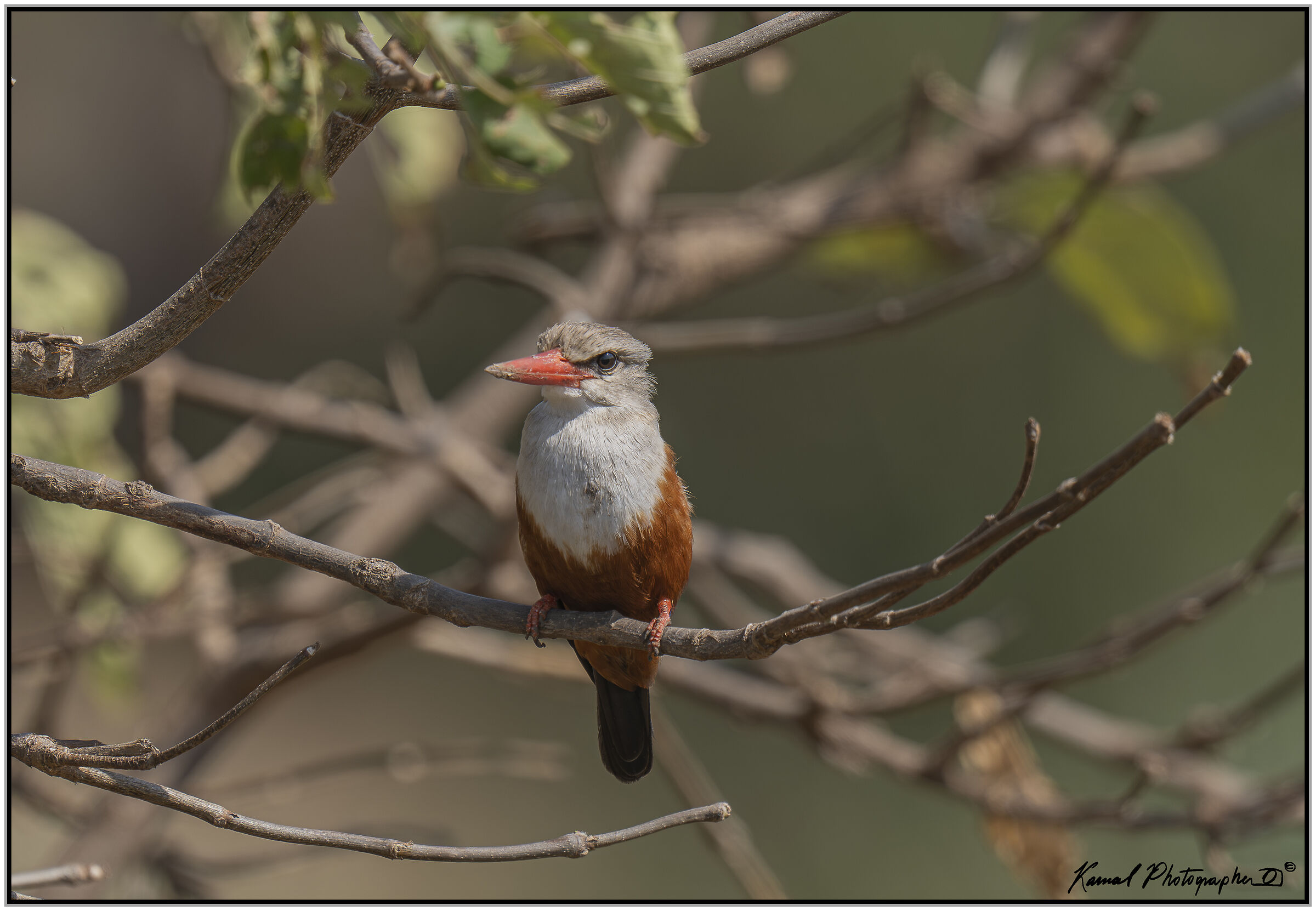 Grey-headed kingfisher
