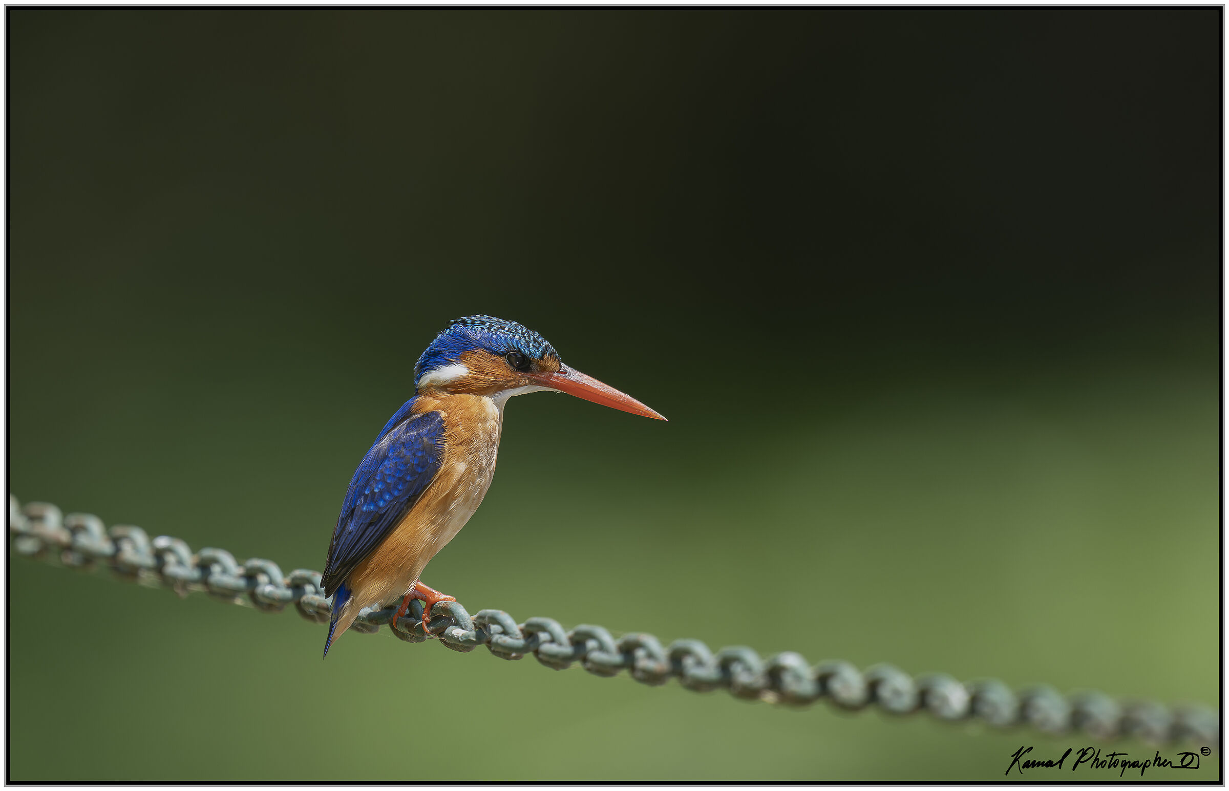 Malachite kingfisher (Corythornis cristatus)