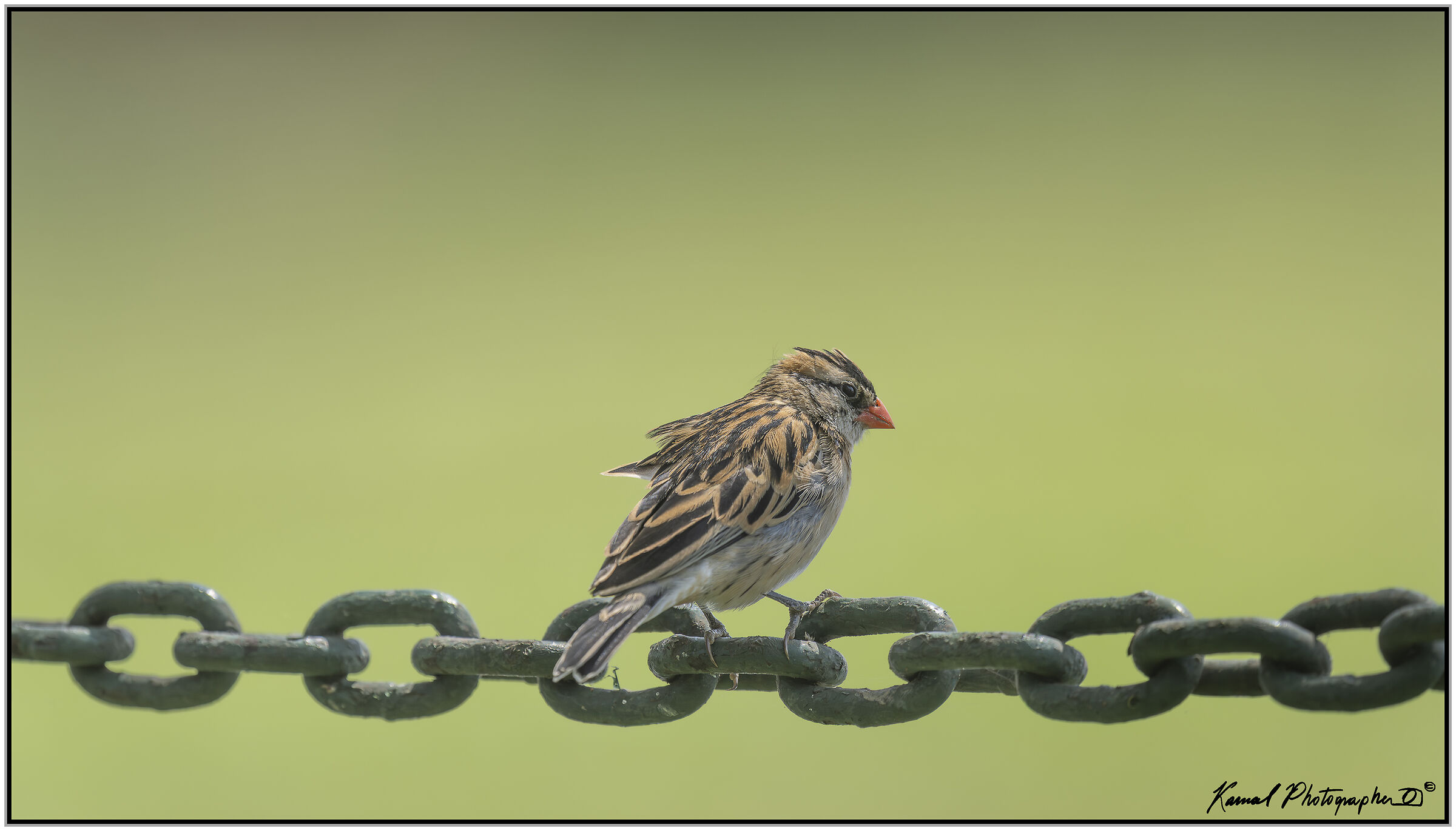 Dominican widow (Vidua macroura)