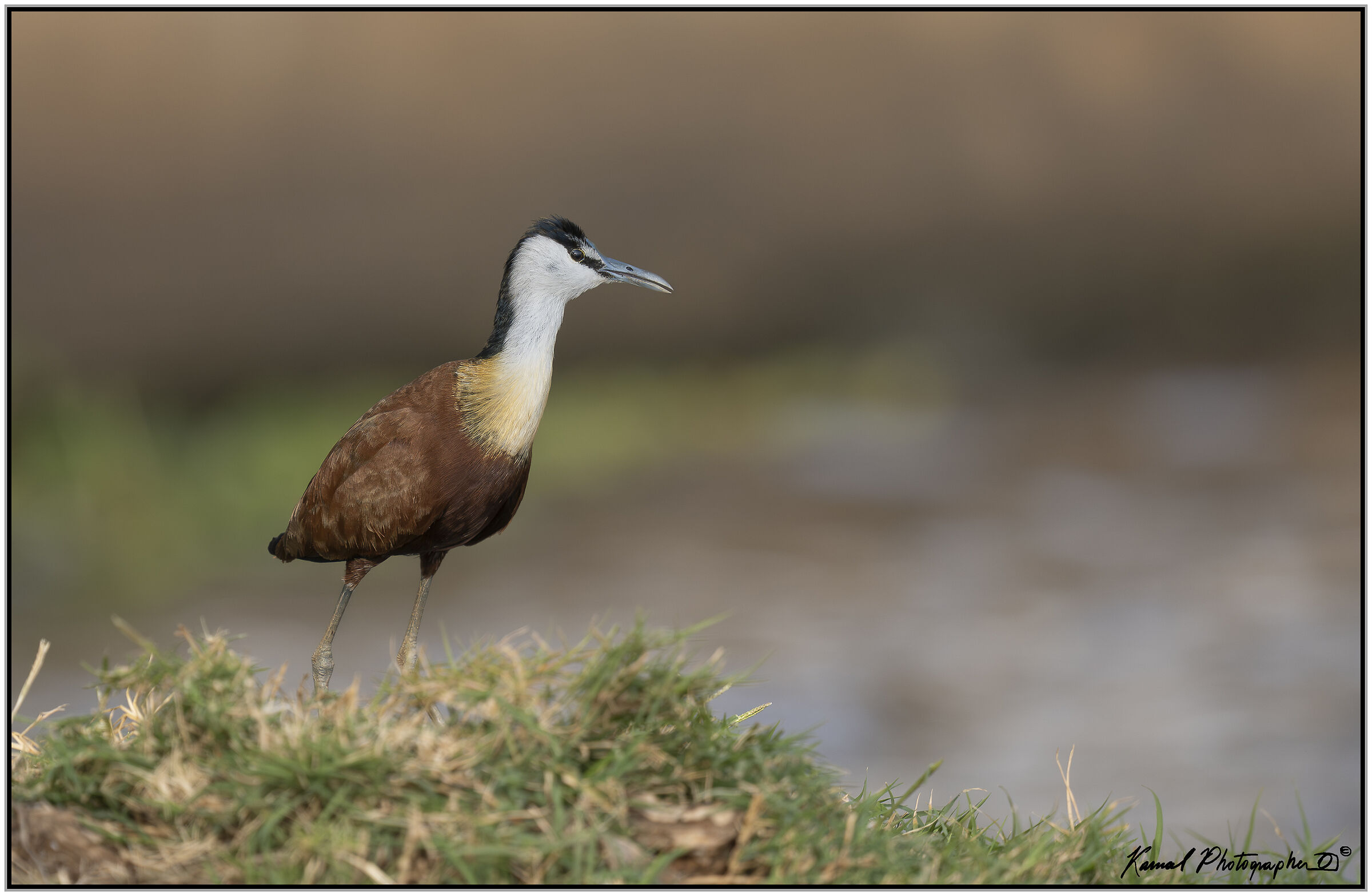 African jacana (Actophilornis africanus)