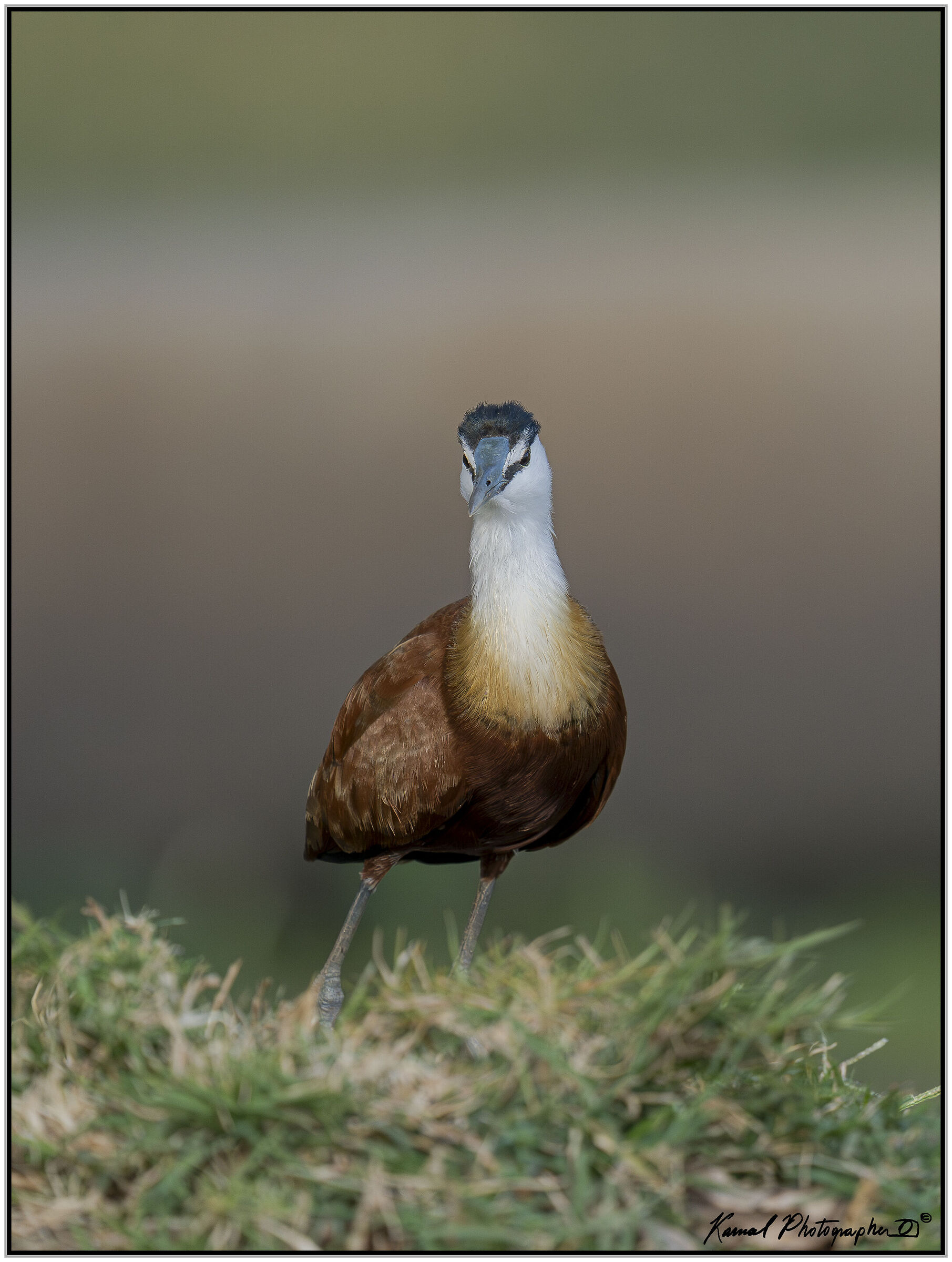 African jacana (Actophilornis africanus)