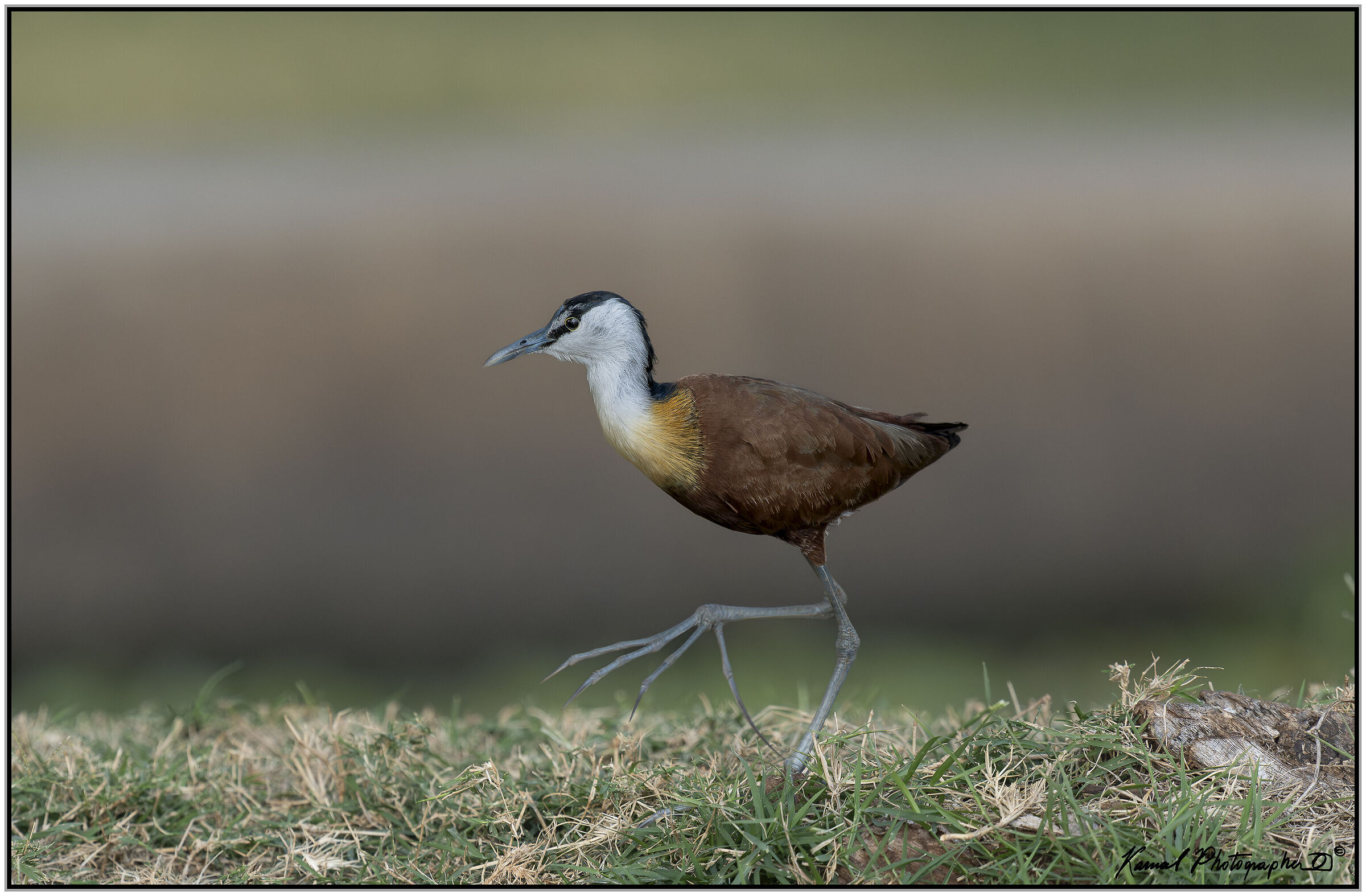 African jacana (Actophilornis africanus)