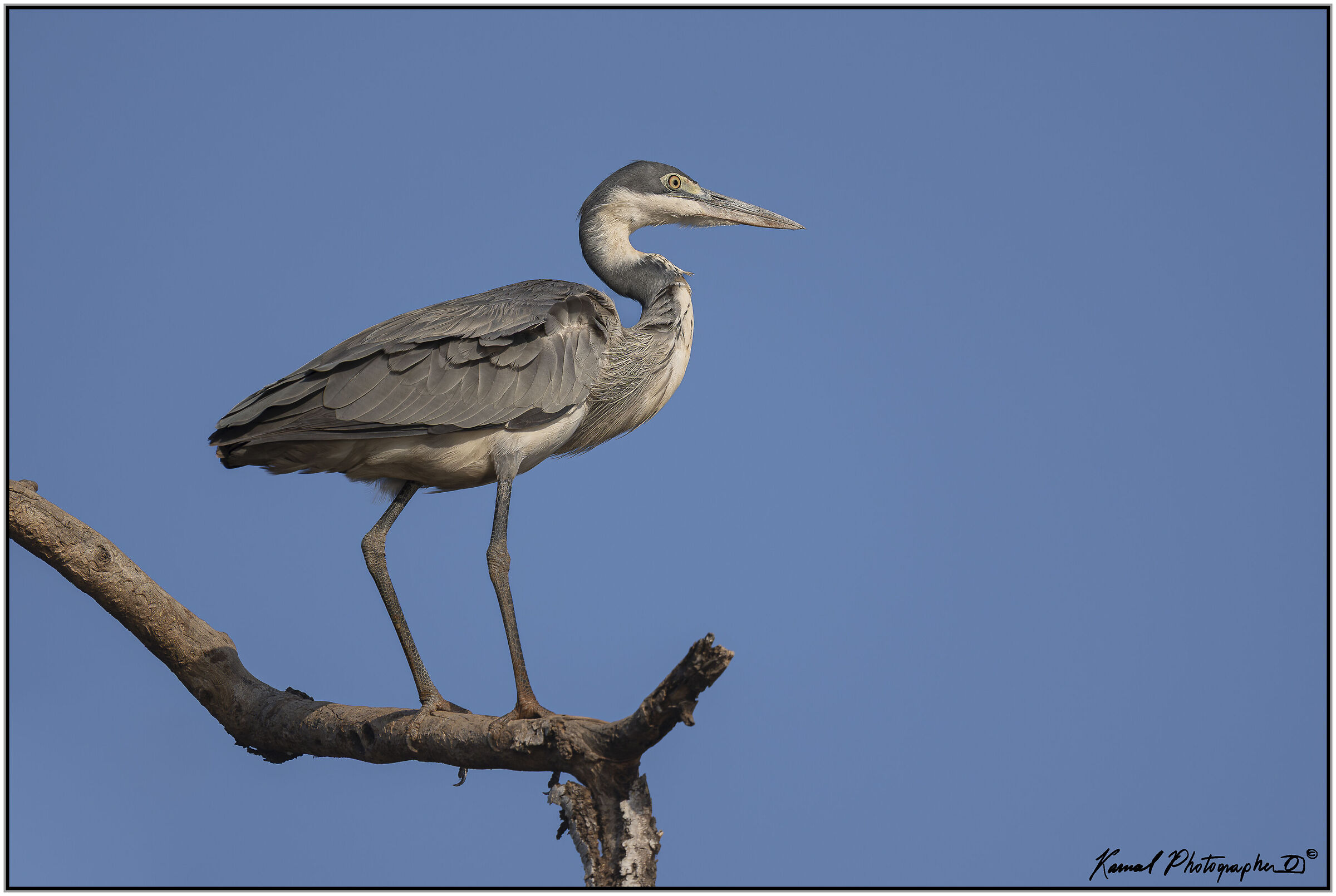 Grey Heron (Ardea cinerea)