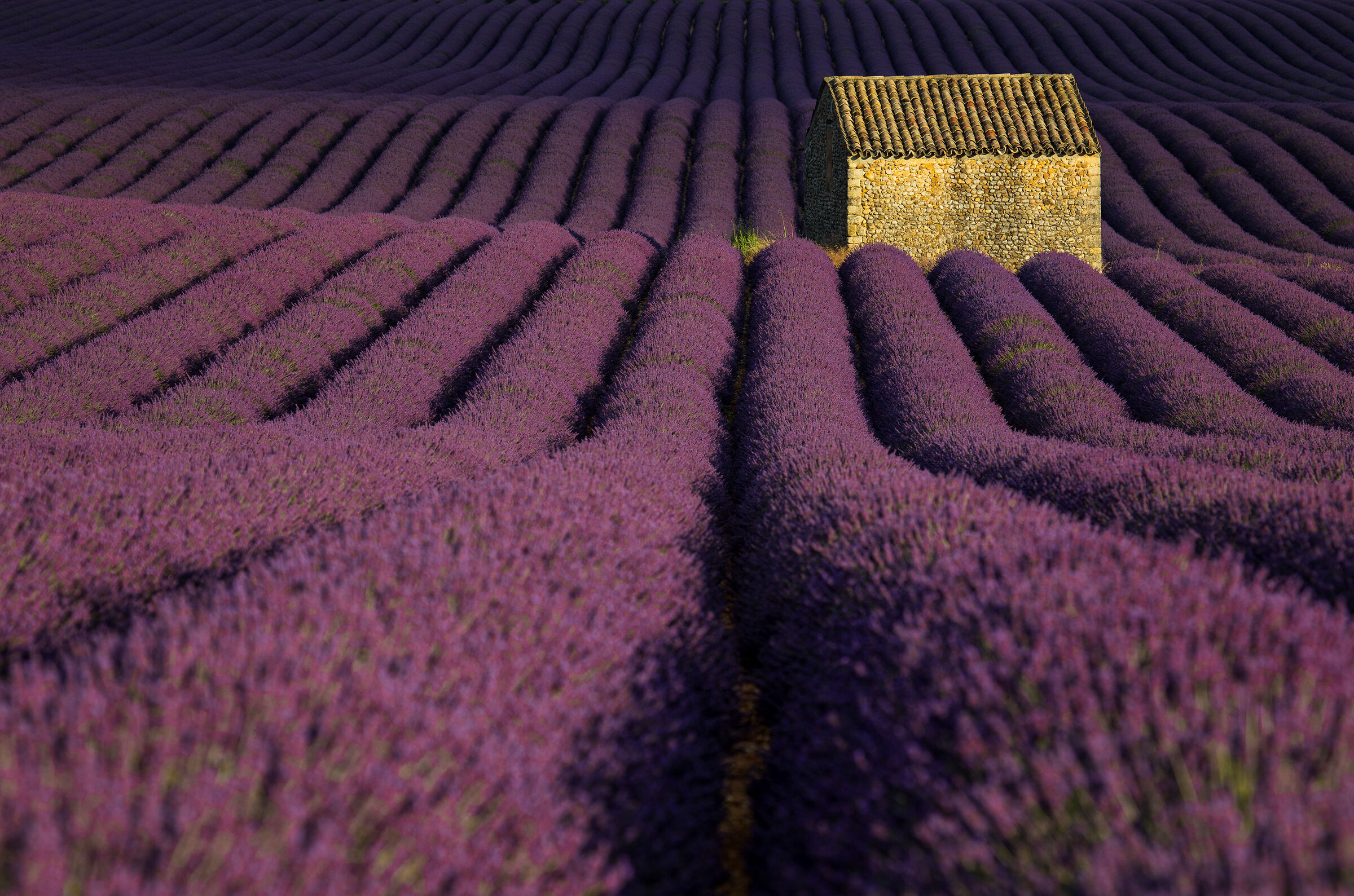 Waves of lavender