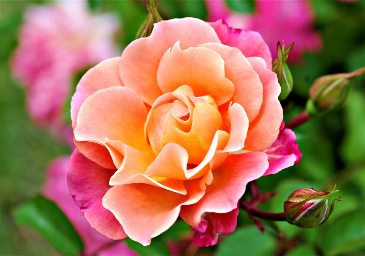 My favorite flower, roses