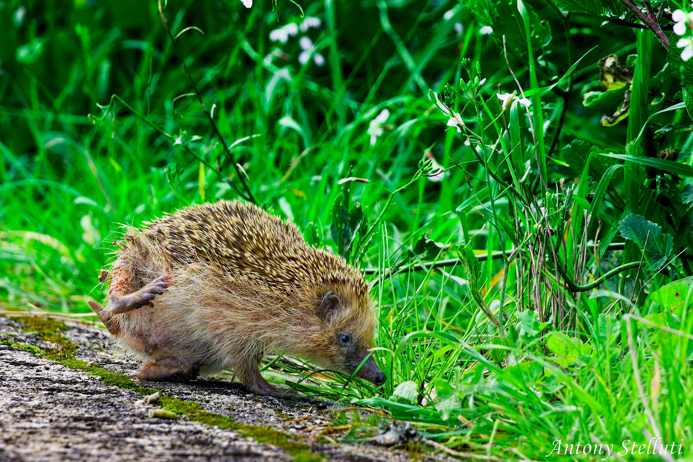 Curious Hedgehog