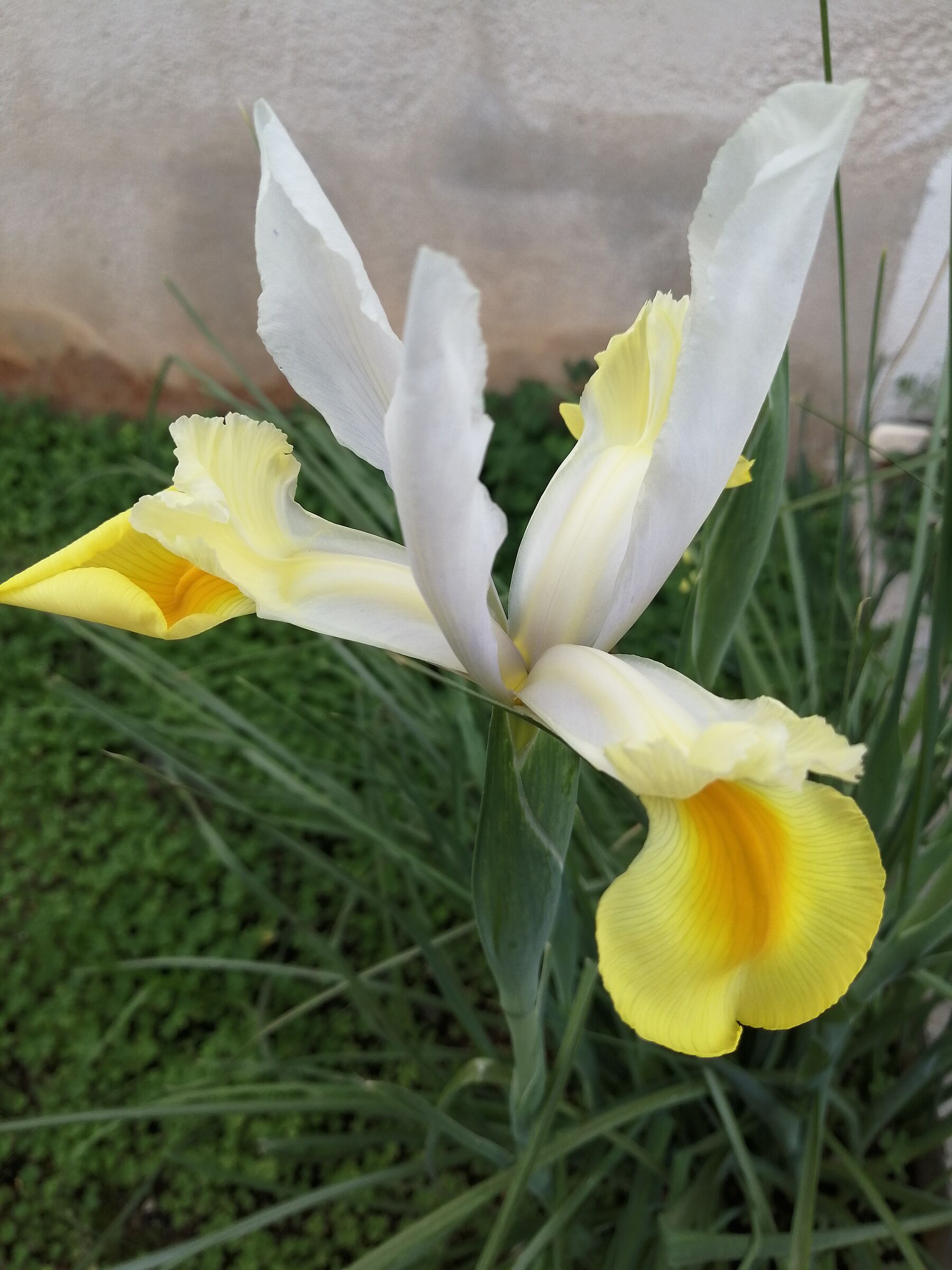 Iris bianco. Buona primavera a tutti