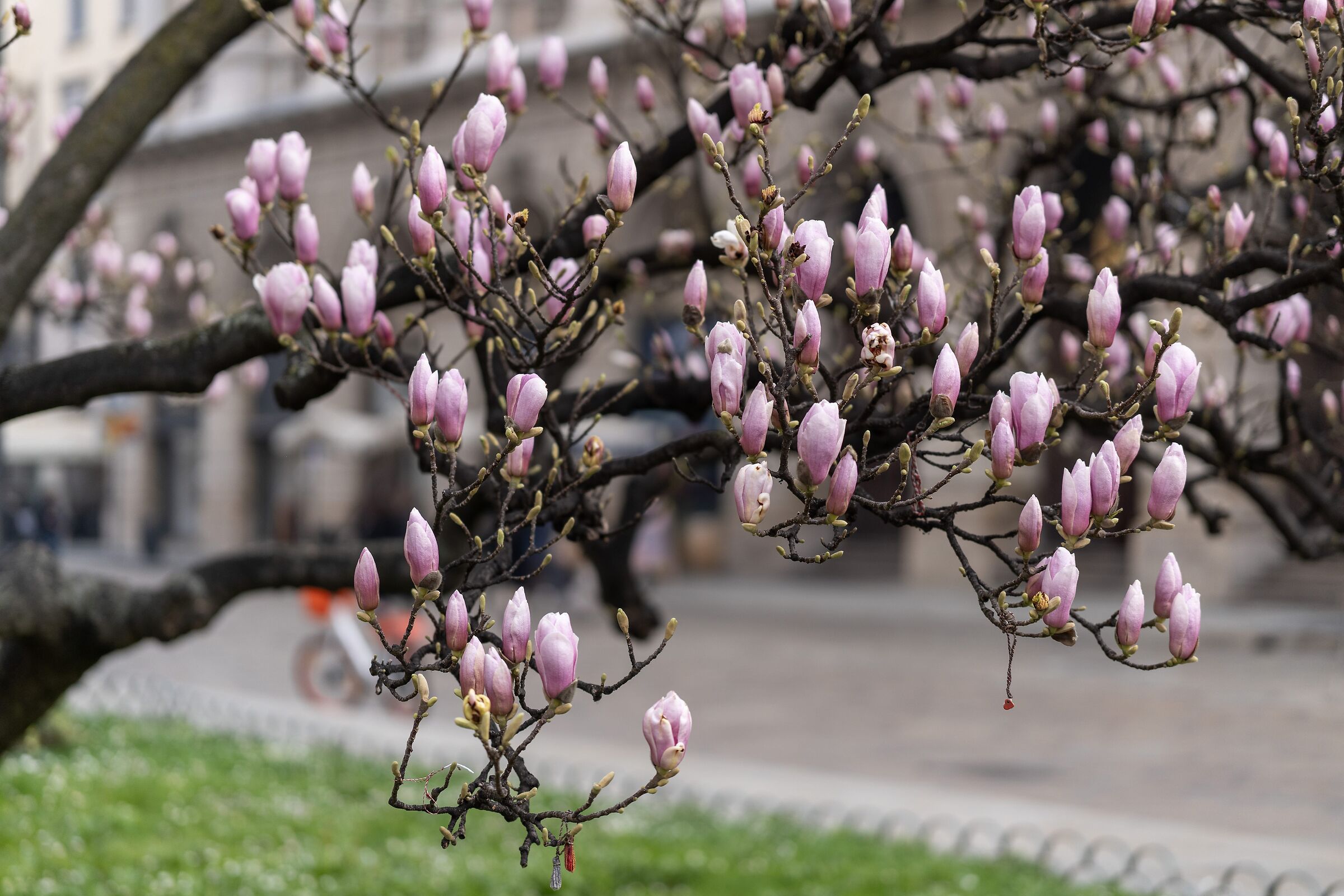 “Magnolia Denudata” in Piazza Duomo - 04/03/2026, 09:21