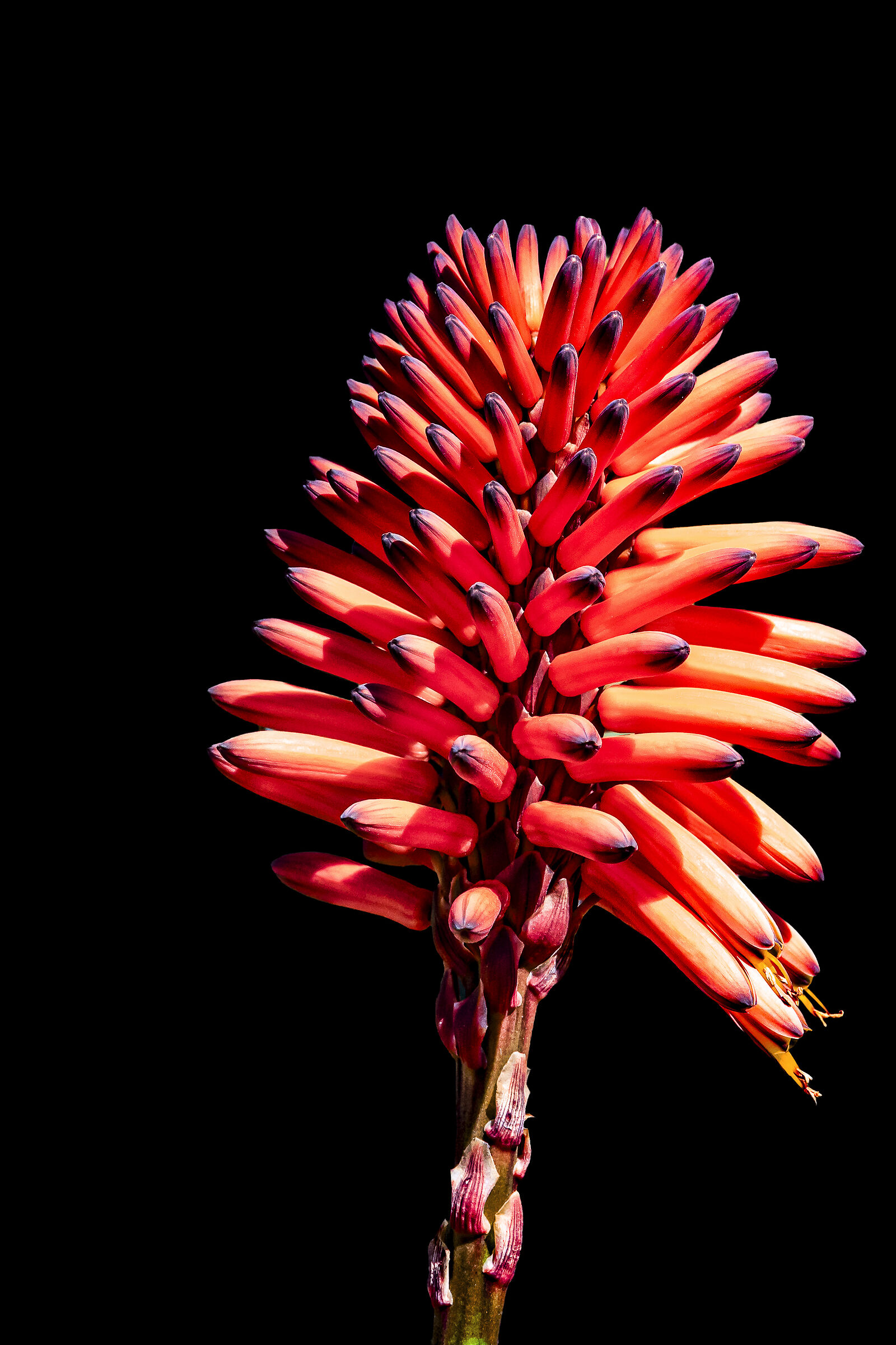Aloe fiore rosso verticale