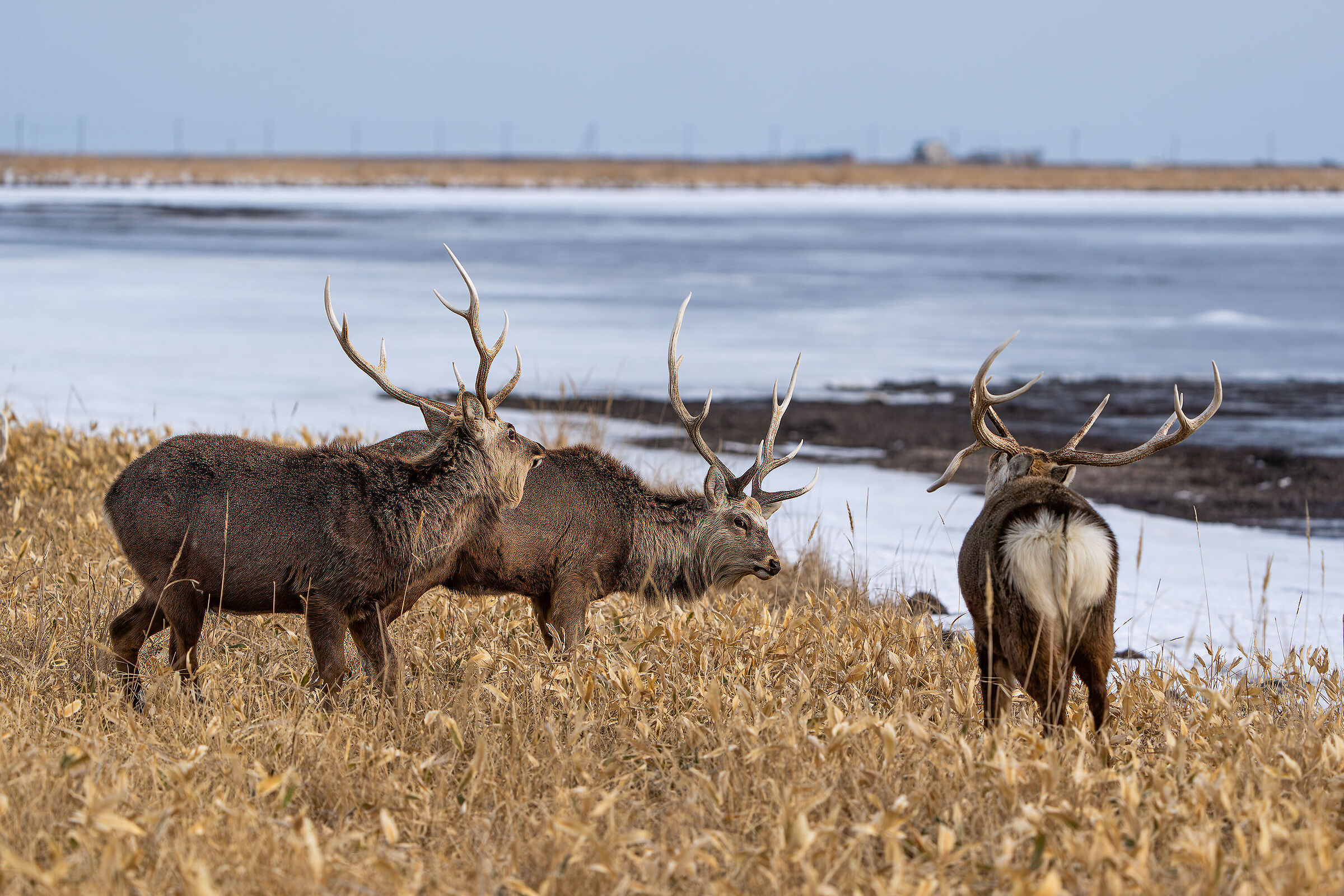 Deer by the sea