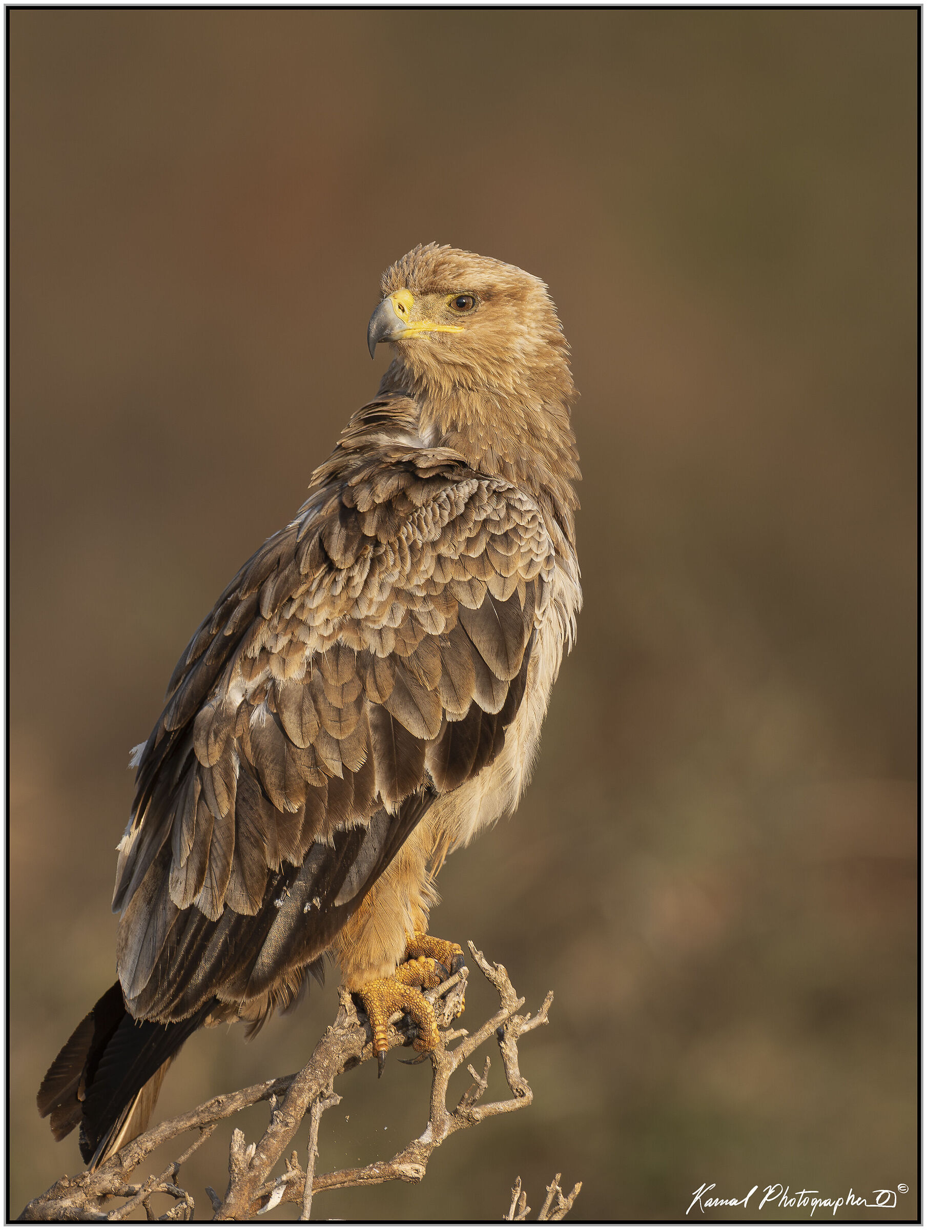 Rapacious eagle (Aquila rapax)