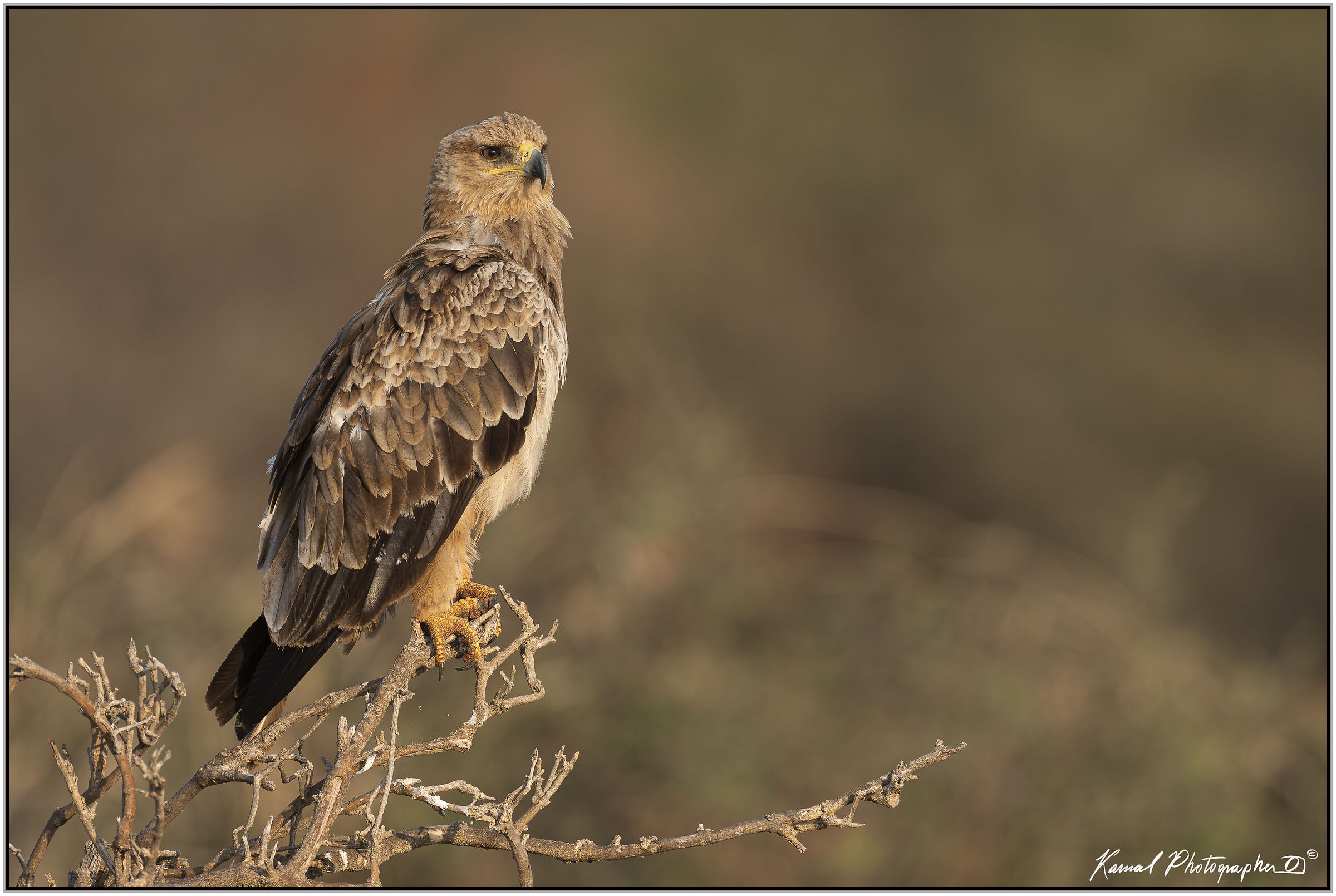 Rapacious eagle (Aquila rapax)