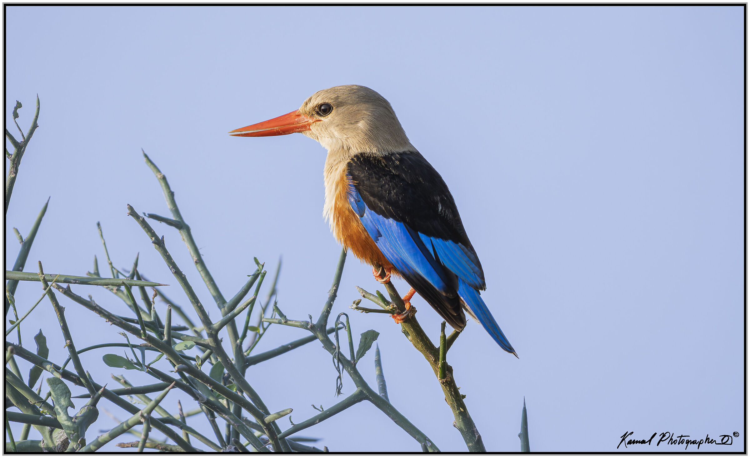 Grey-headed kingfisher