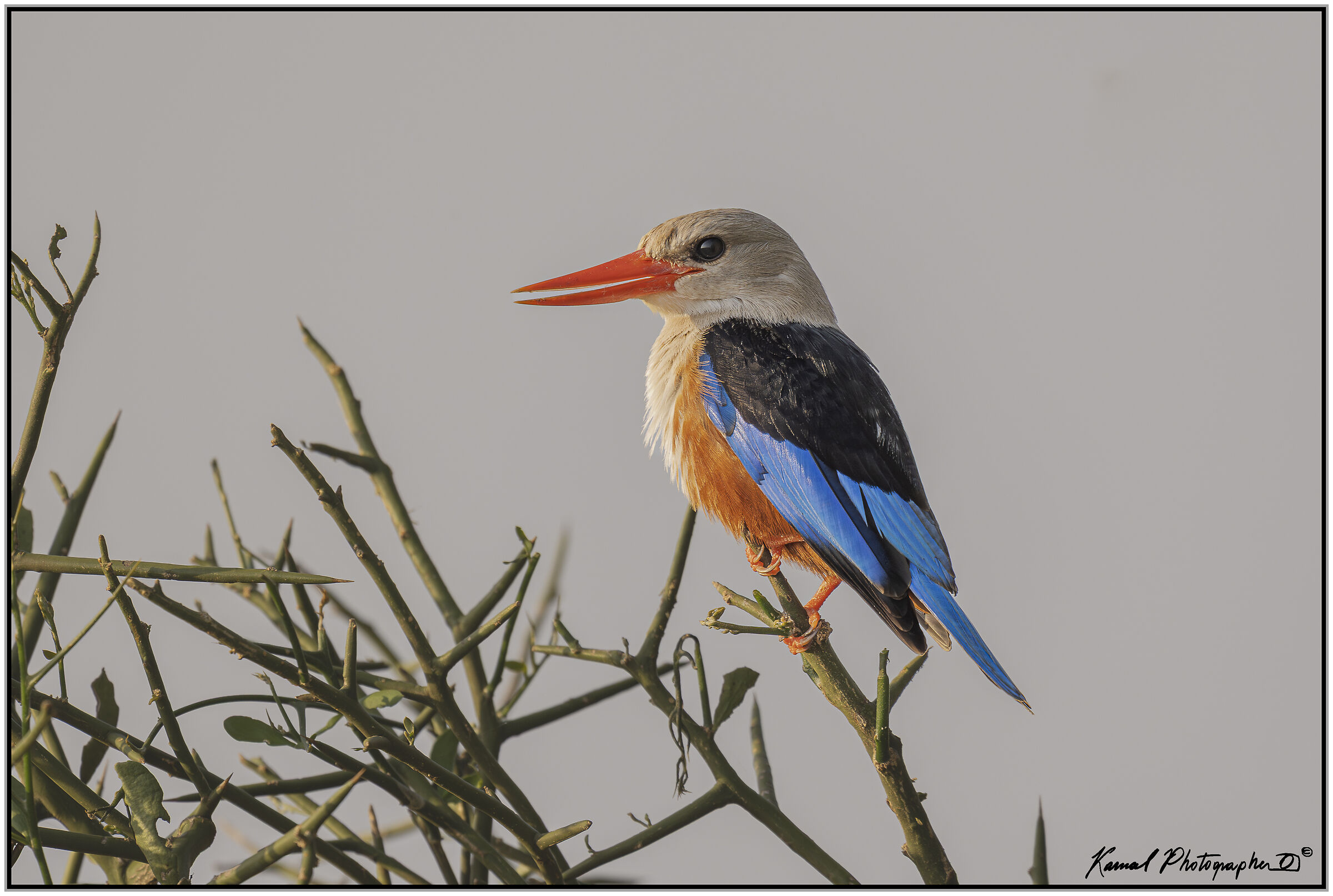 Grey-headed kingfisher