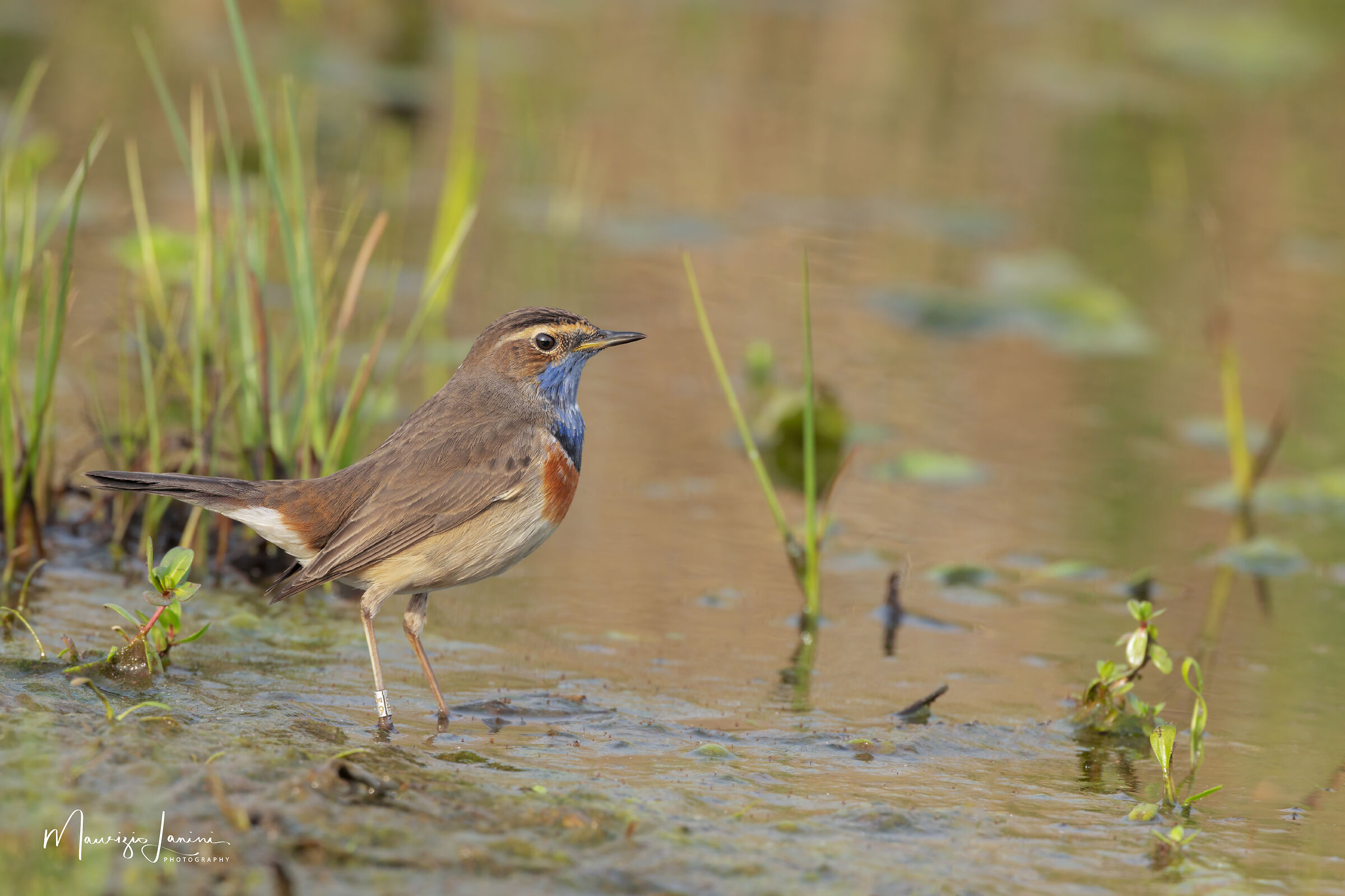 Pettazzurro maschio in abito