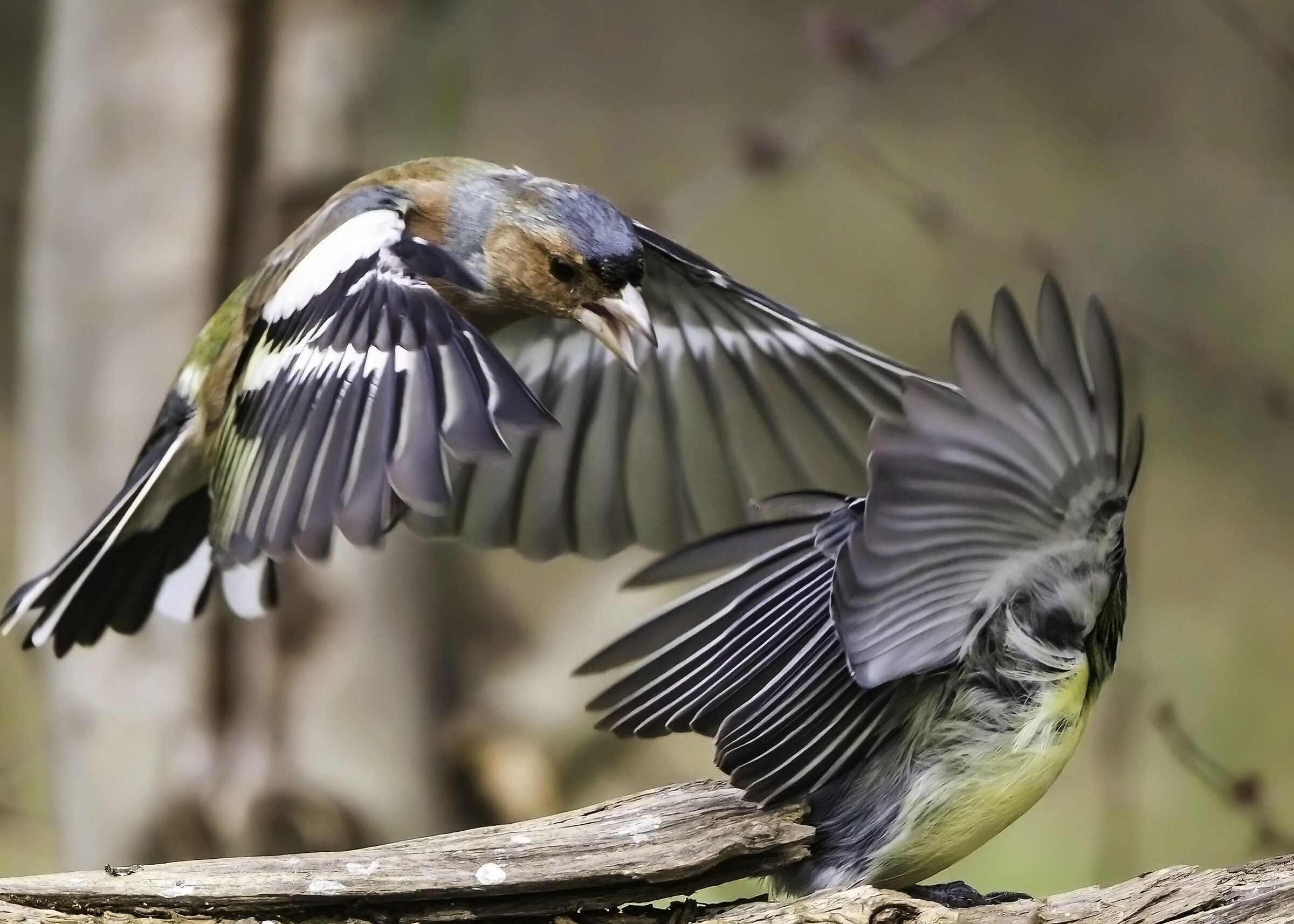 Chaffinch M vs Great