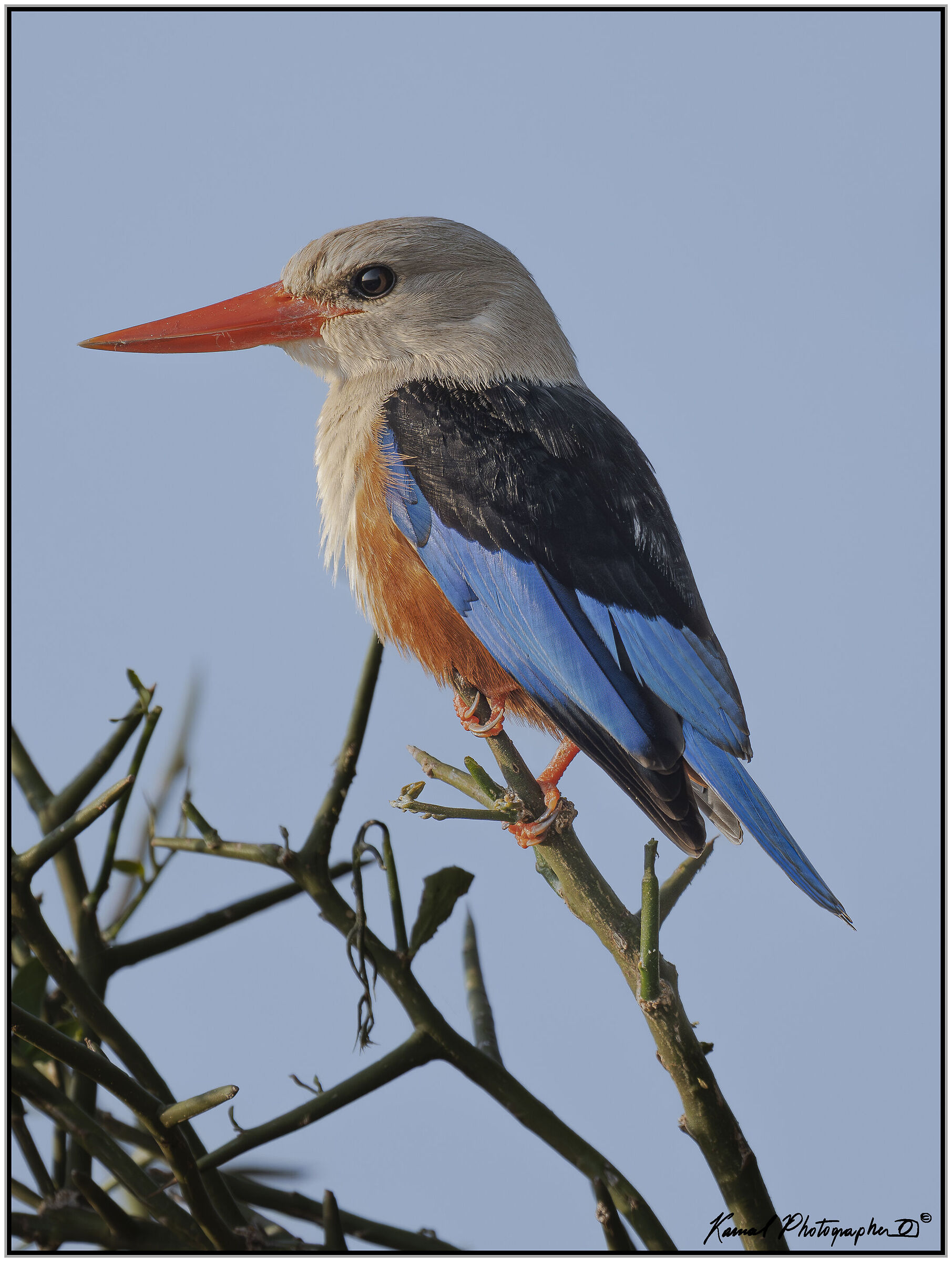 Grey-headed kingfisher