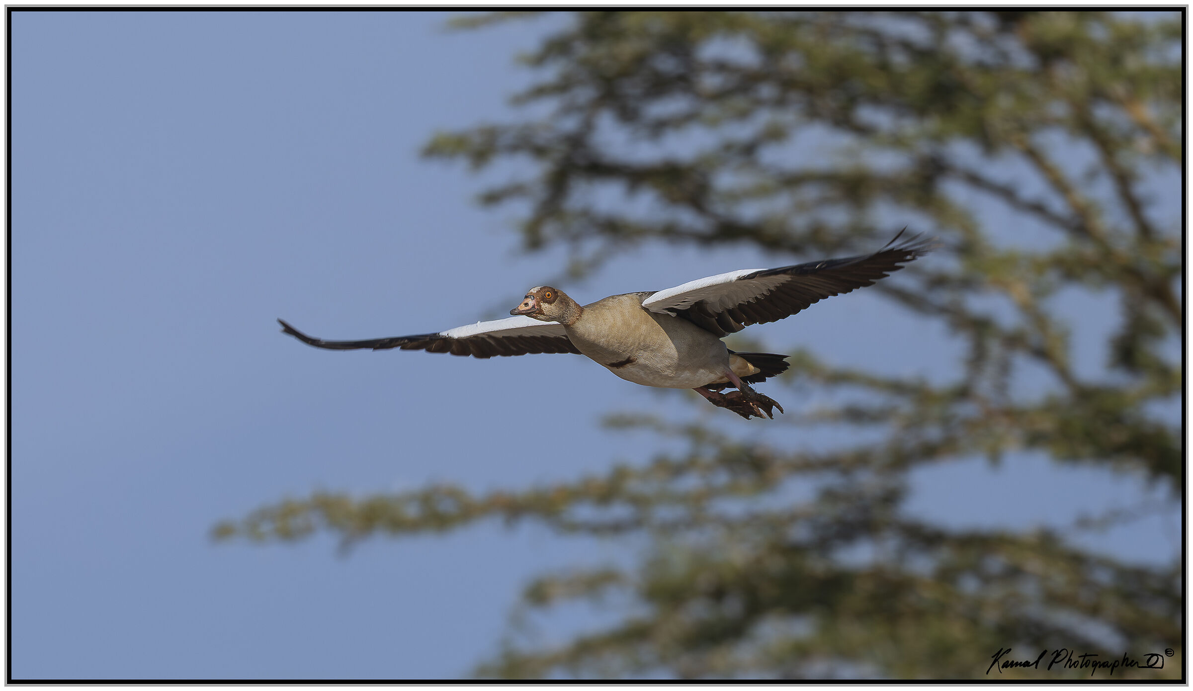 Egyptian goose (Alopochen aegyptiaca)