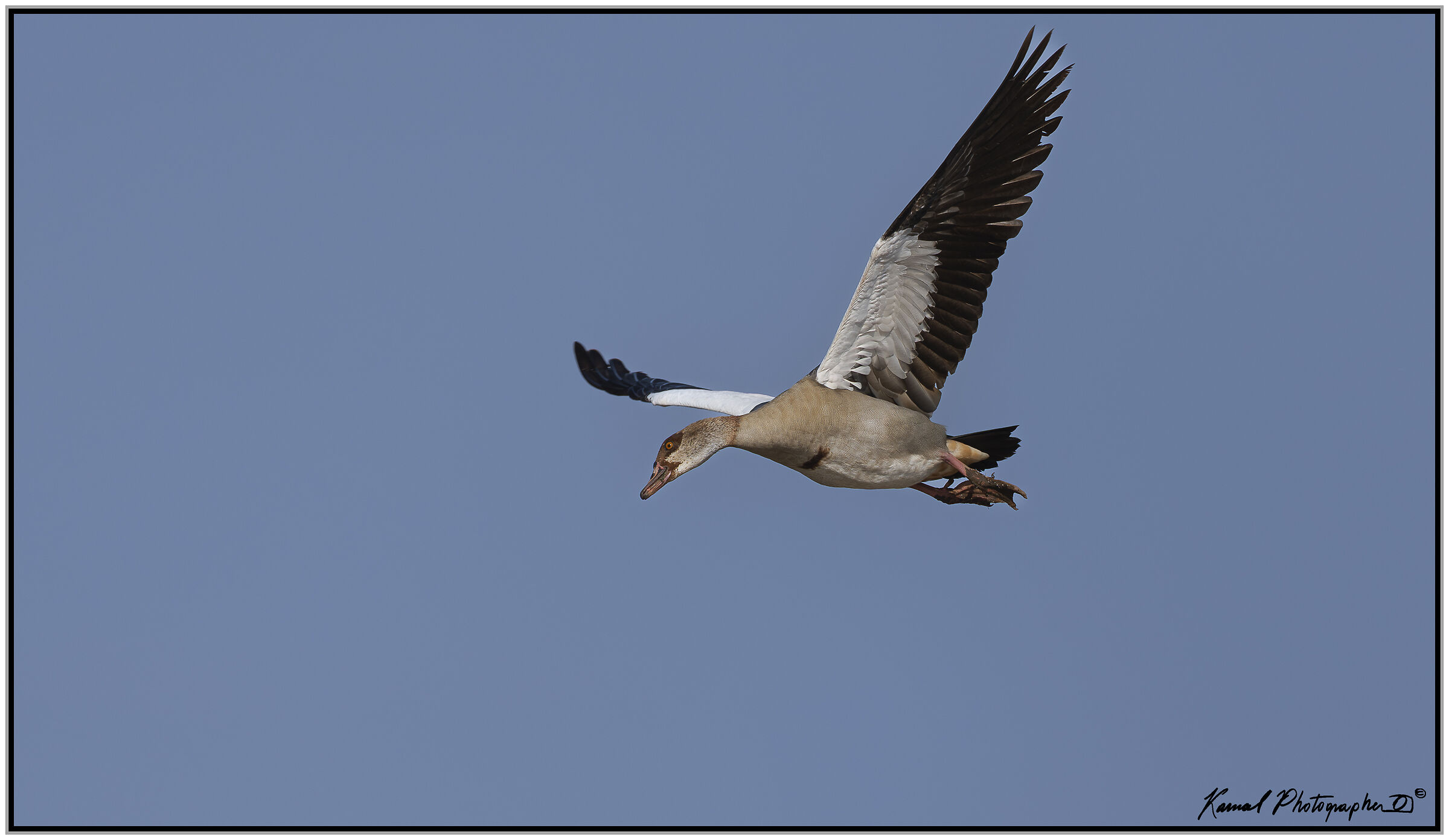 Egyptian goose (Alopochen aegyptiaca)