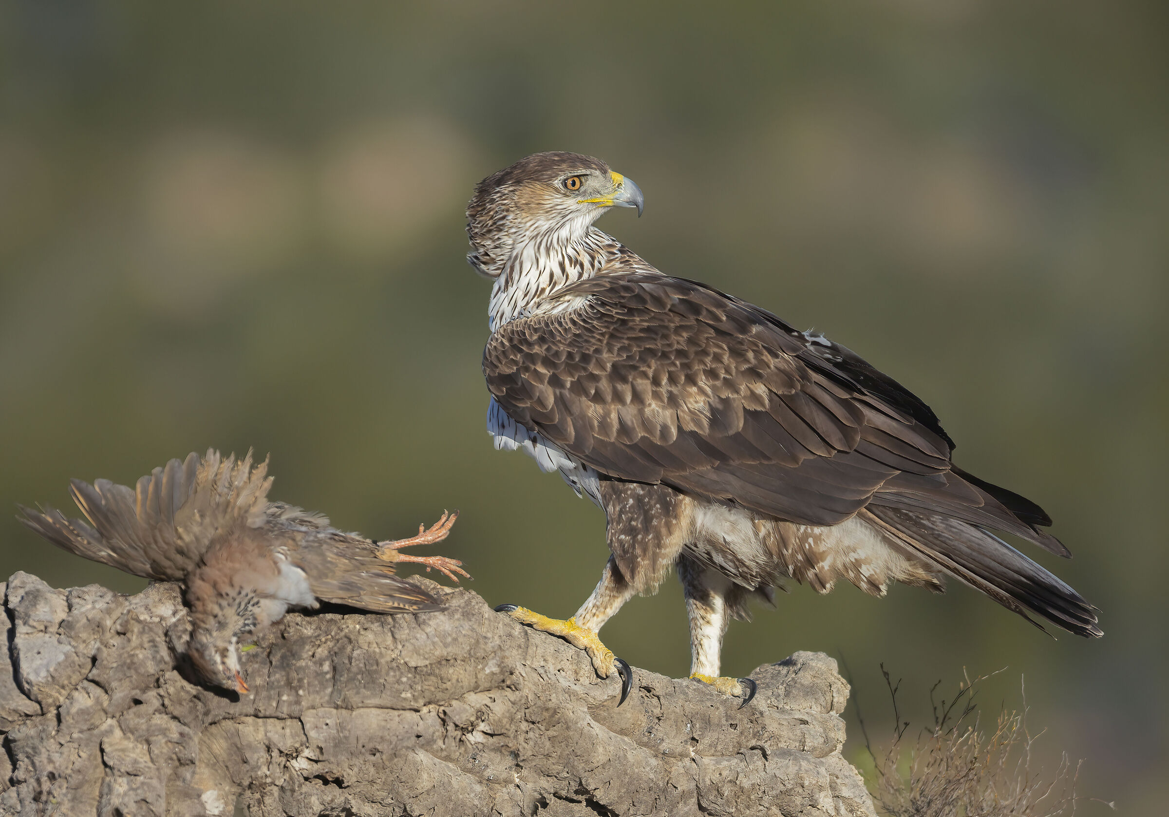 the profile of Bonelli's eagle (f)