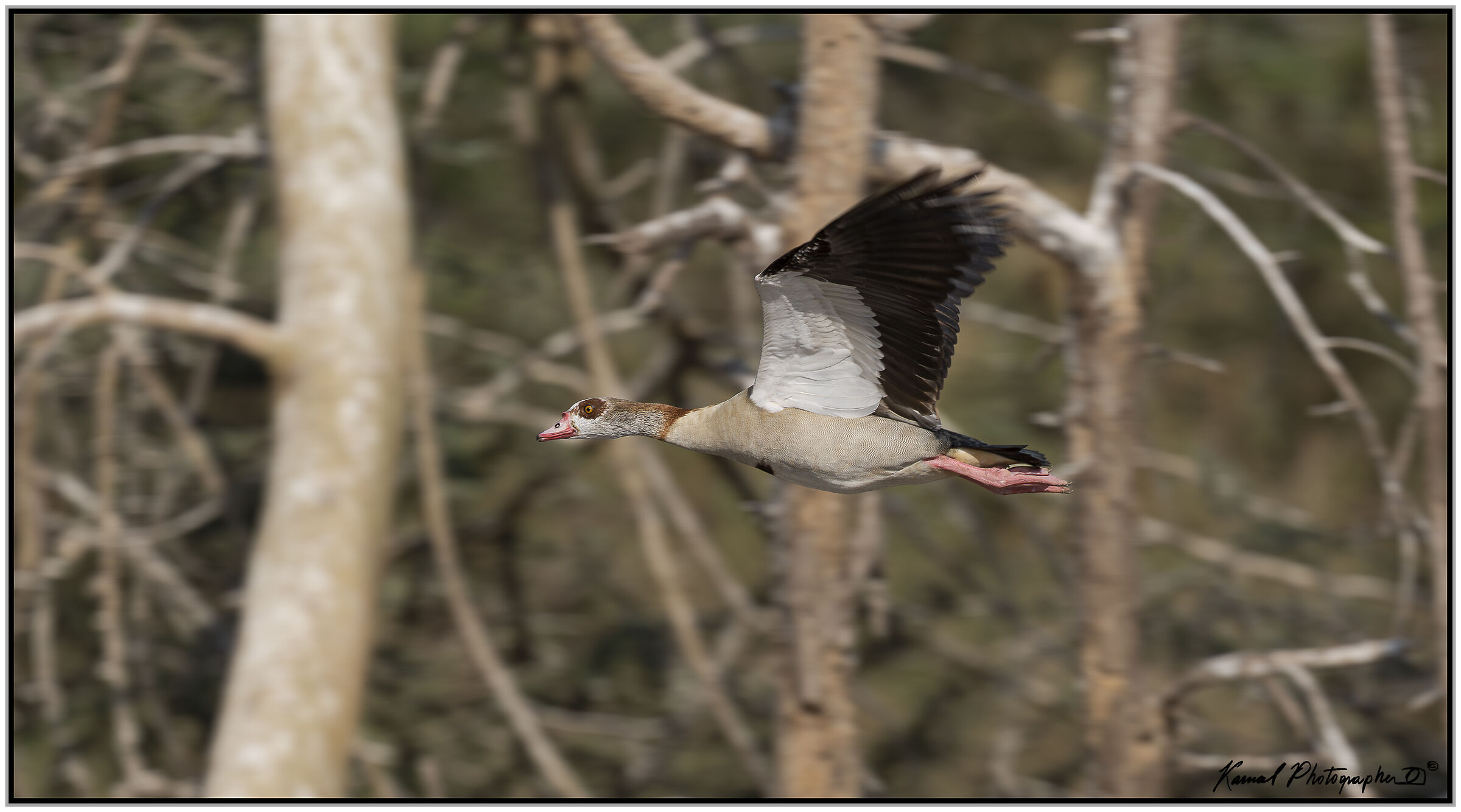 Egyptian goose (Alopochen aegyptiaca)