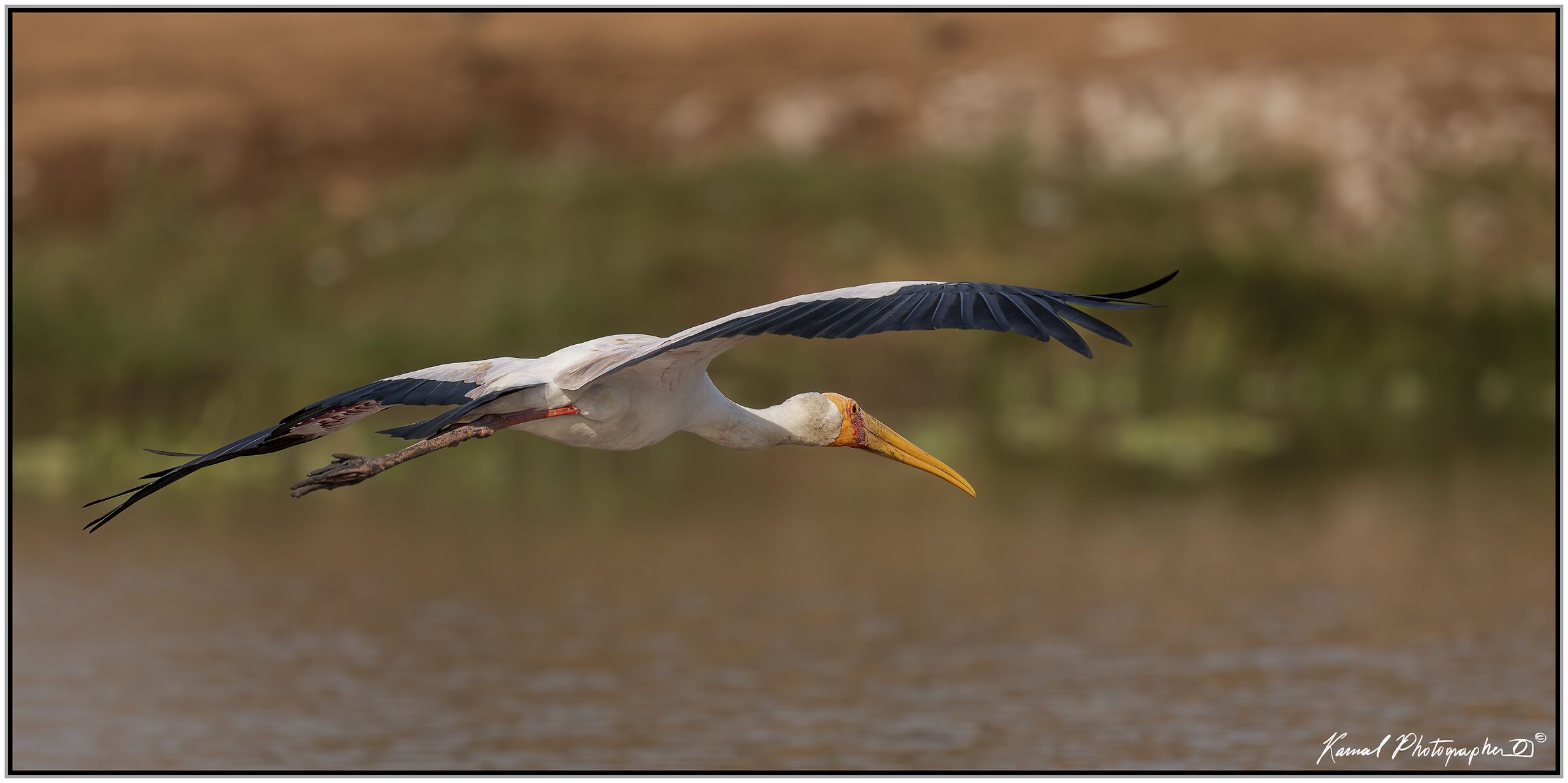 Yellow-billed tantalus (Mycteria ibis)