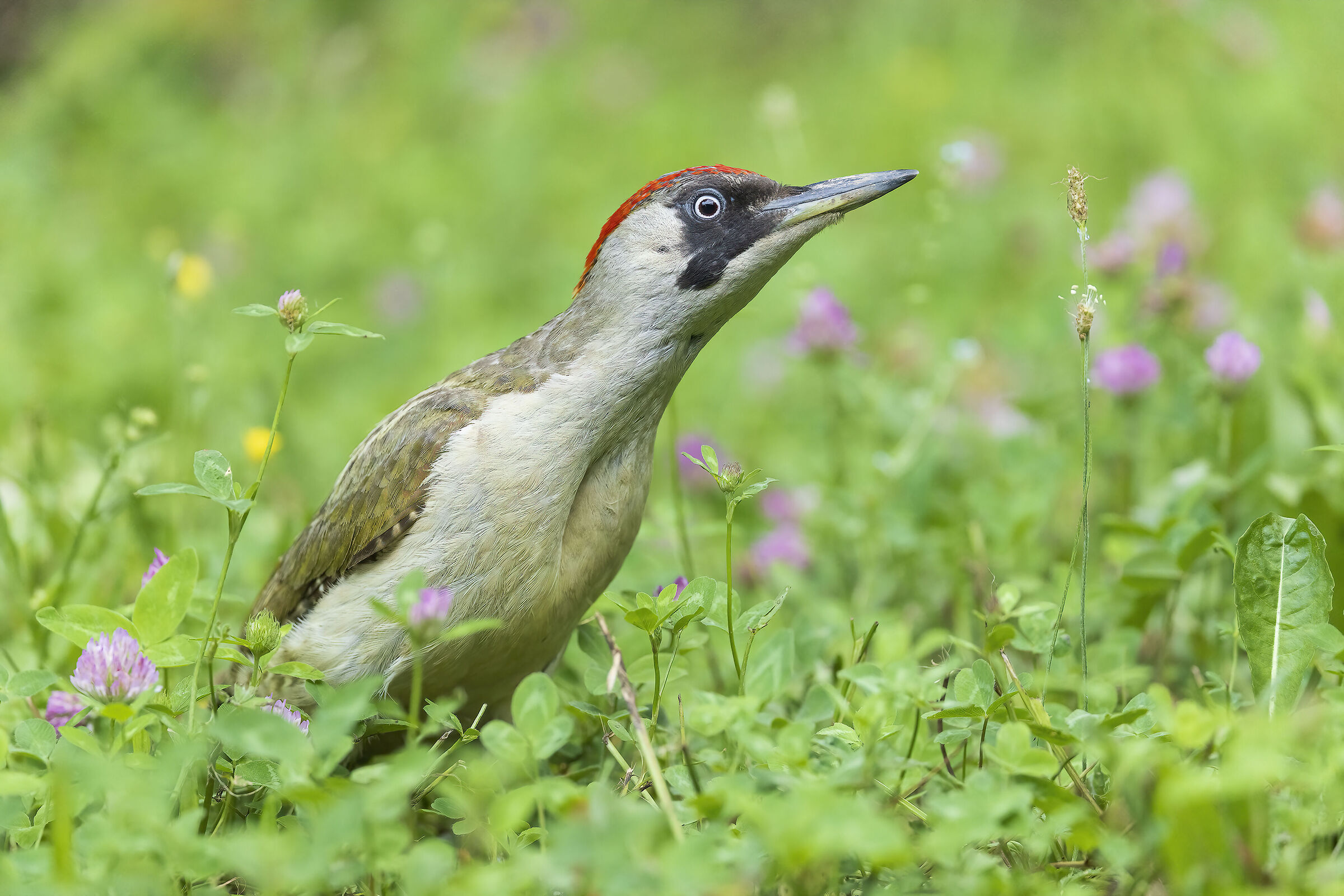 Green Woodpecker Shed Picus