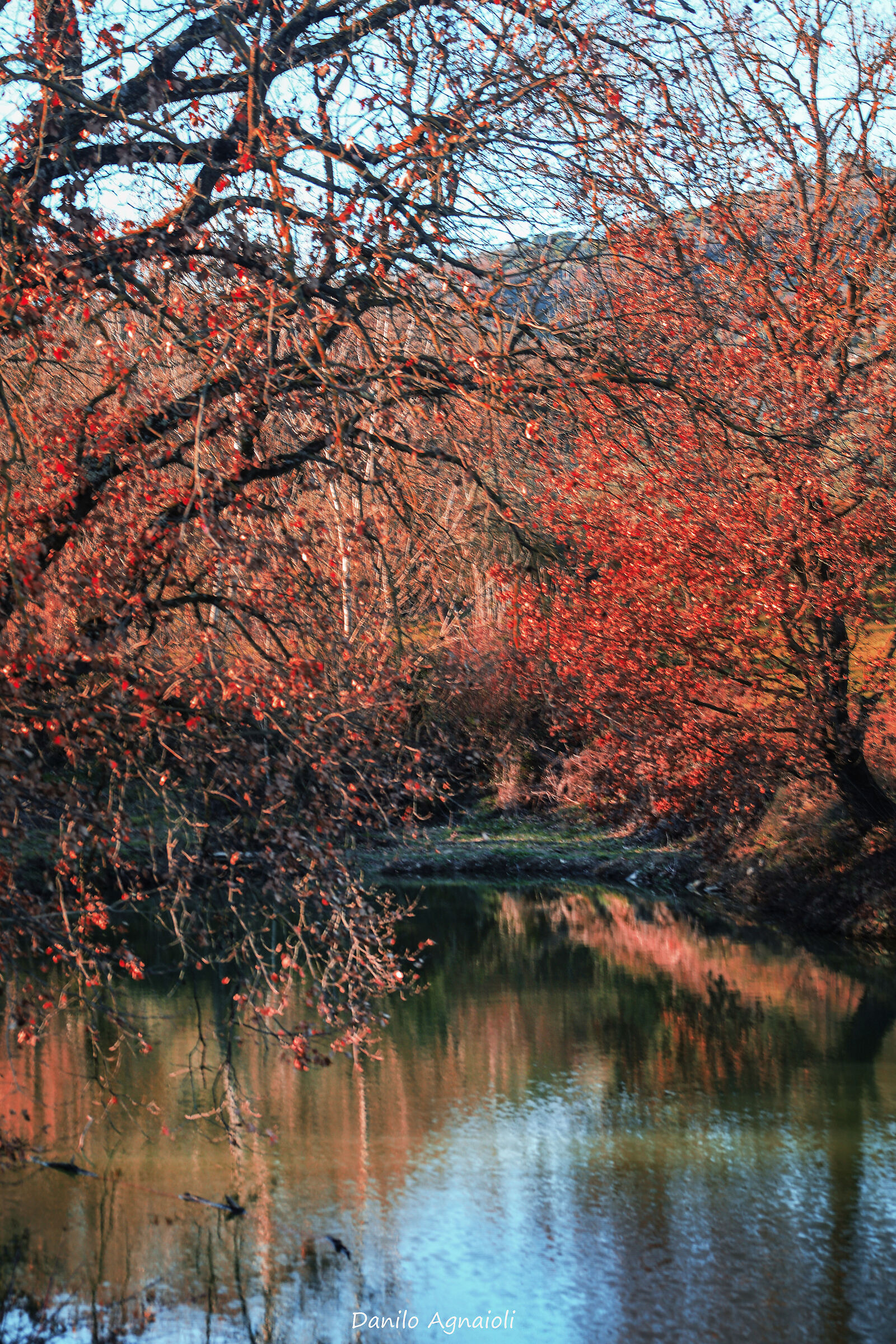 The river among the branches of fire