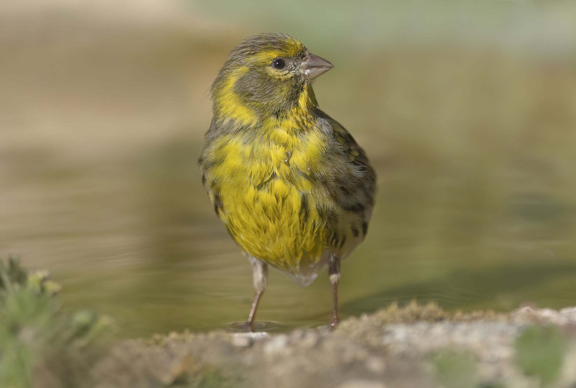 Verzellino in the bath