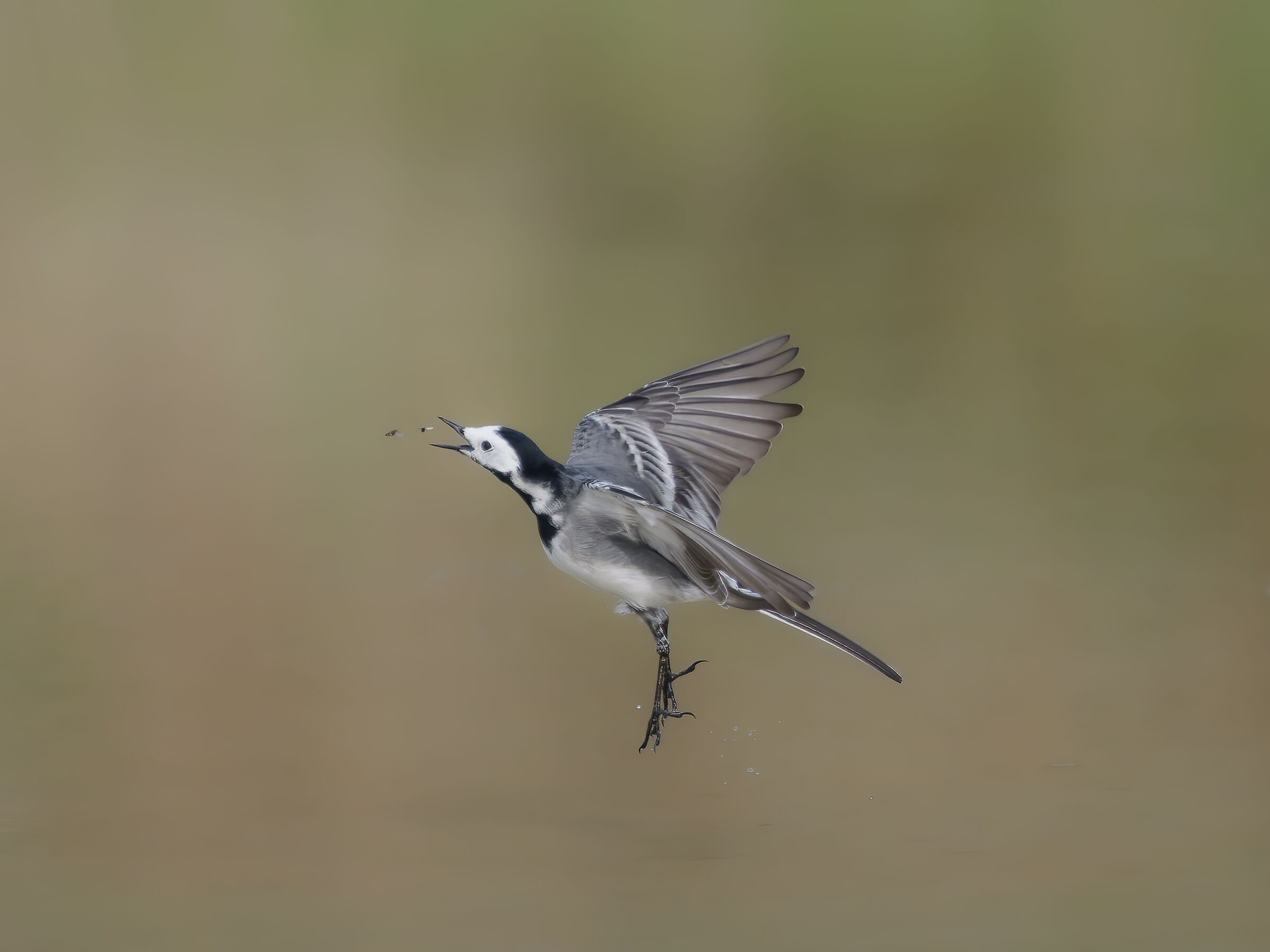 White Ballerina : the moment before the capture
