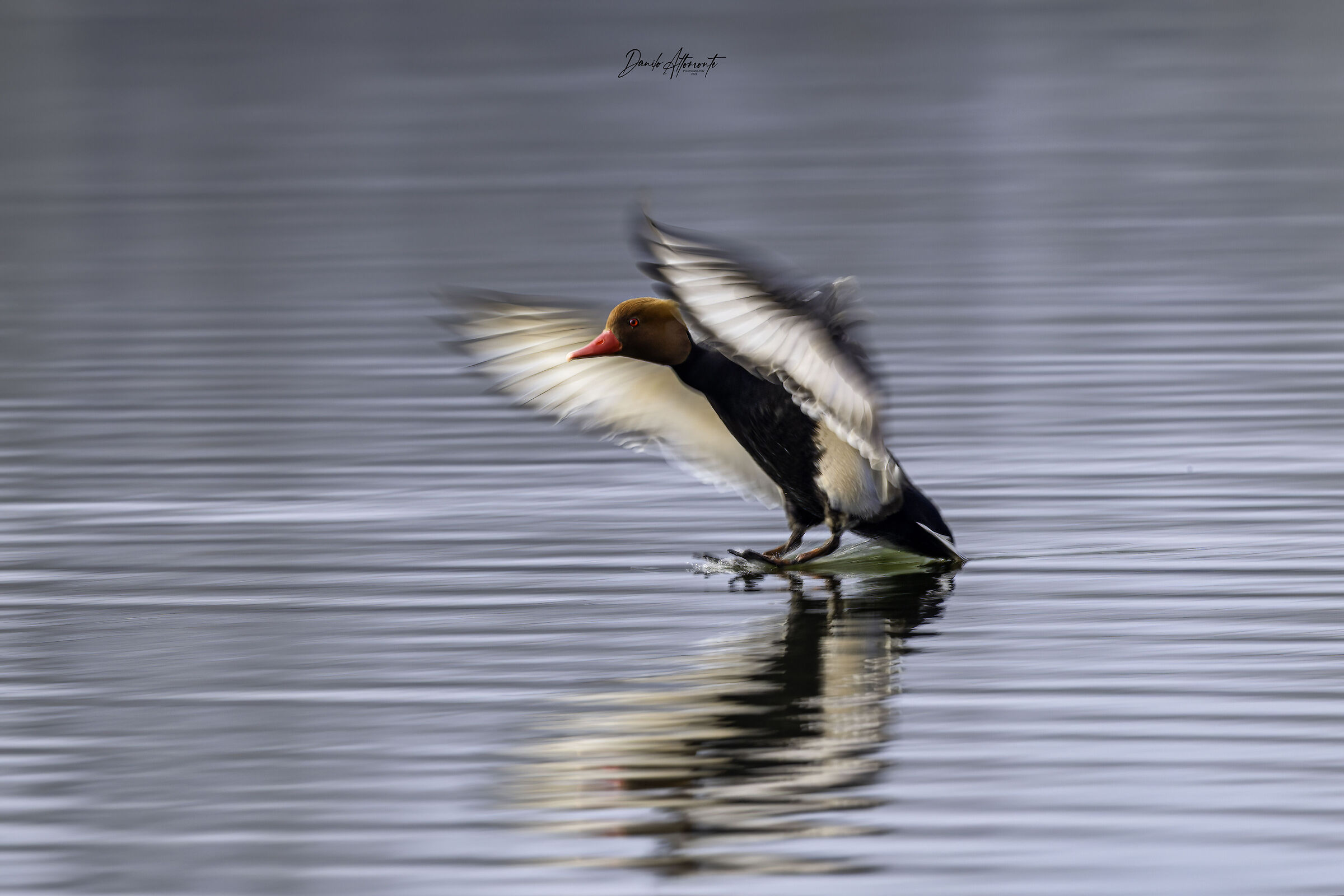 Pochard
