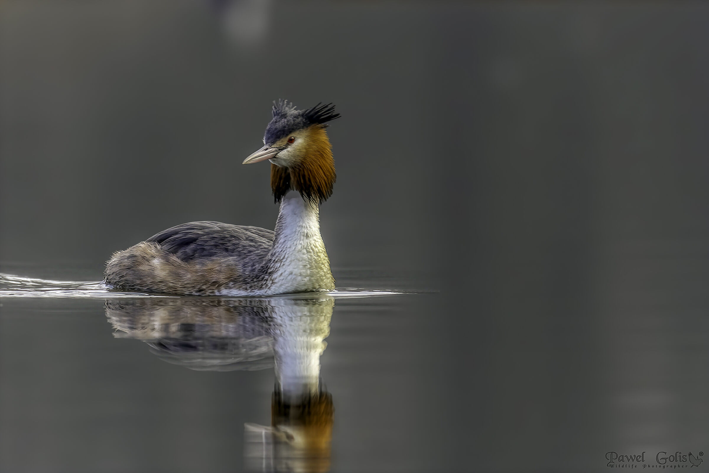 Svasso crestato maggiore (Podiceps cristatus)