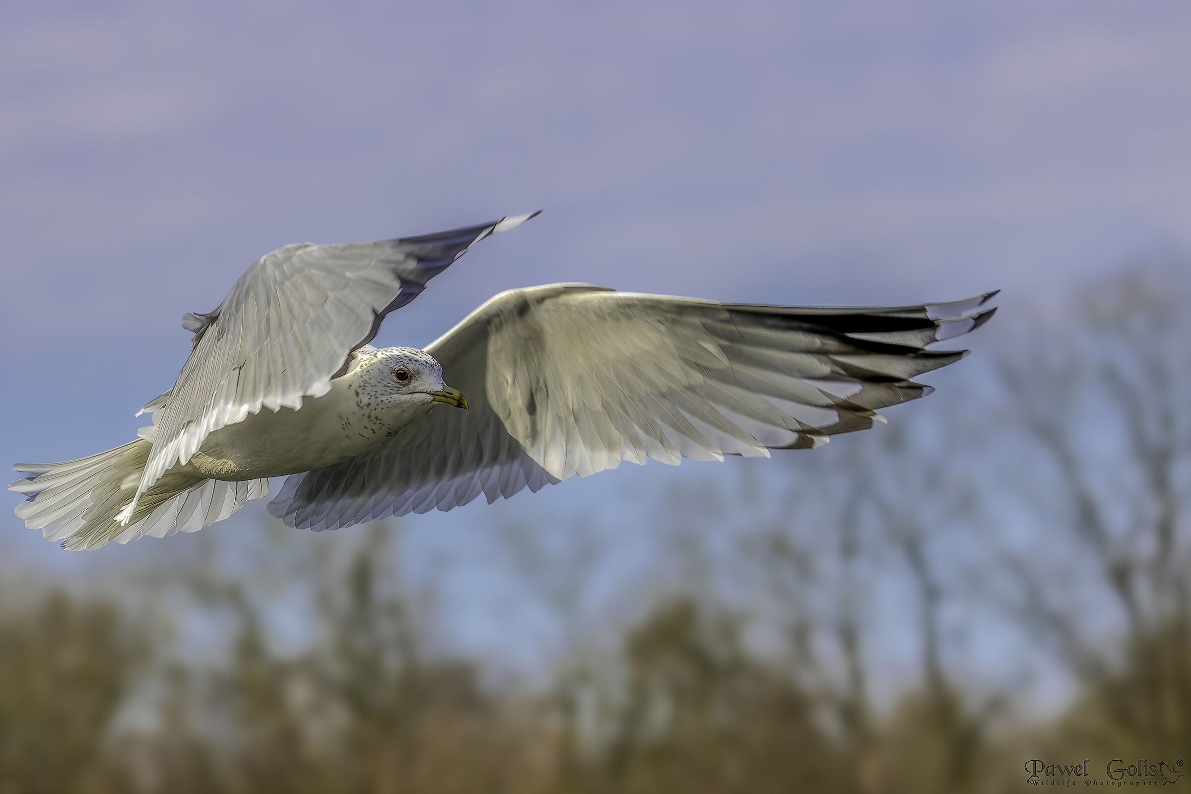 Gabbiano comune (Larus canus)