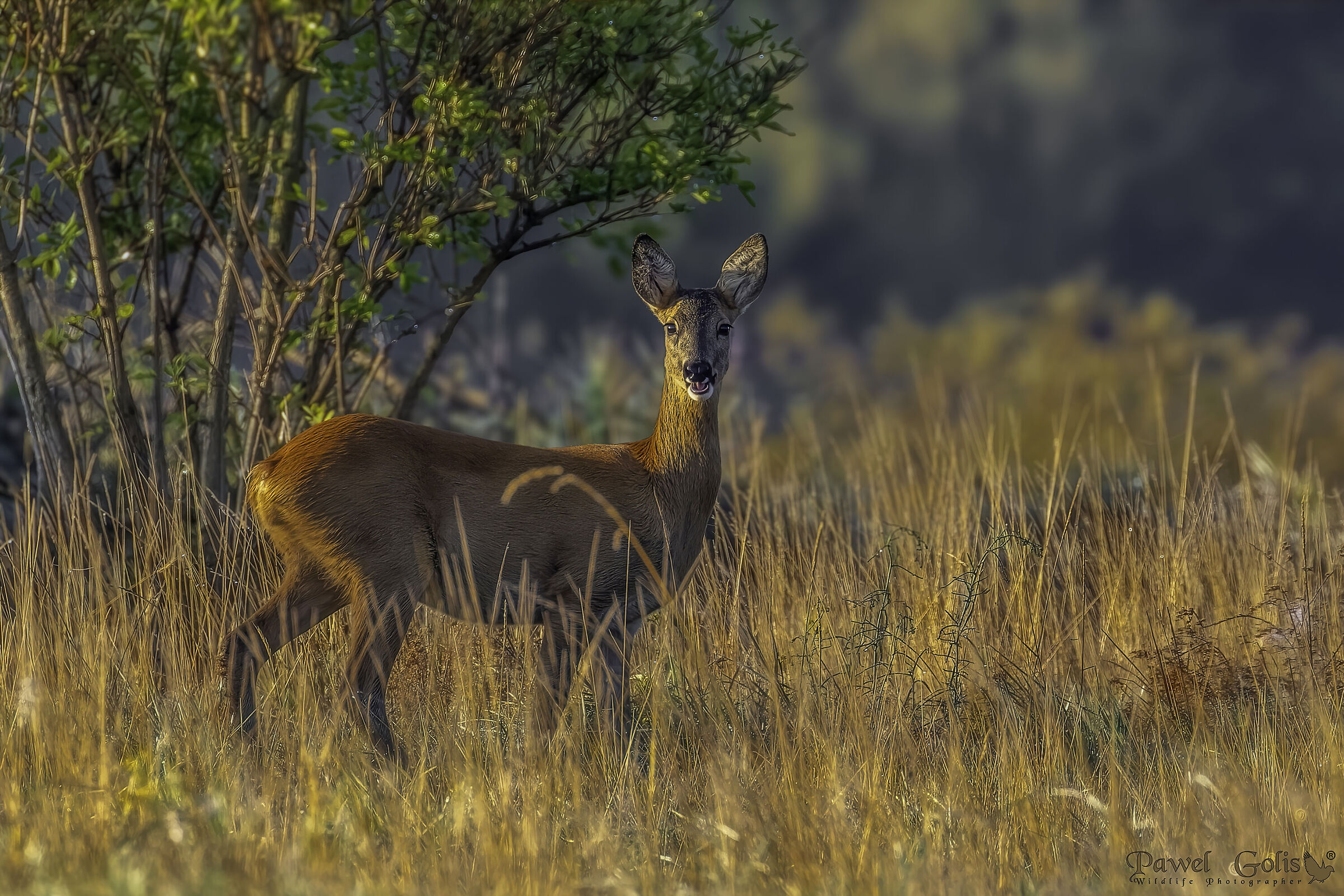 Roe deer (Capreolus capreolus)