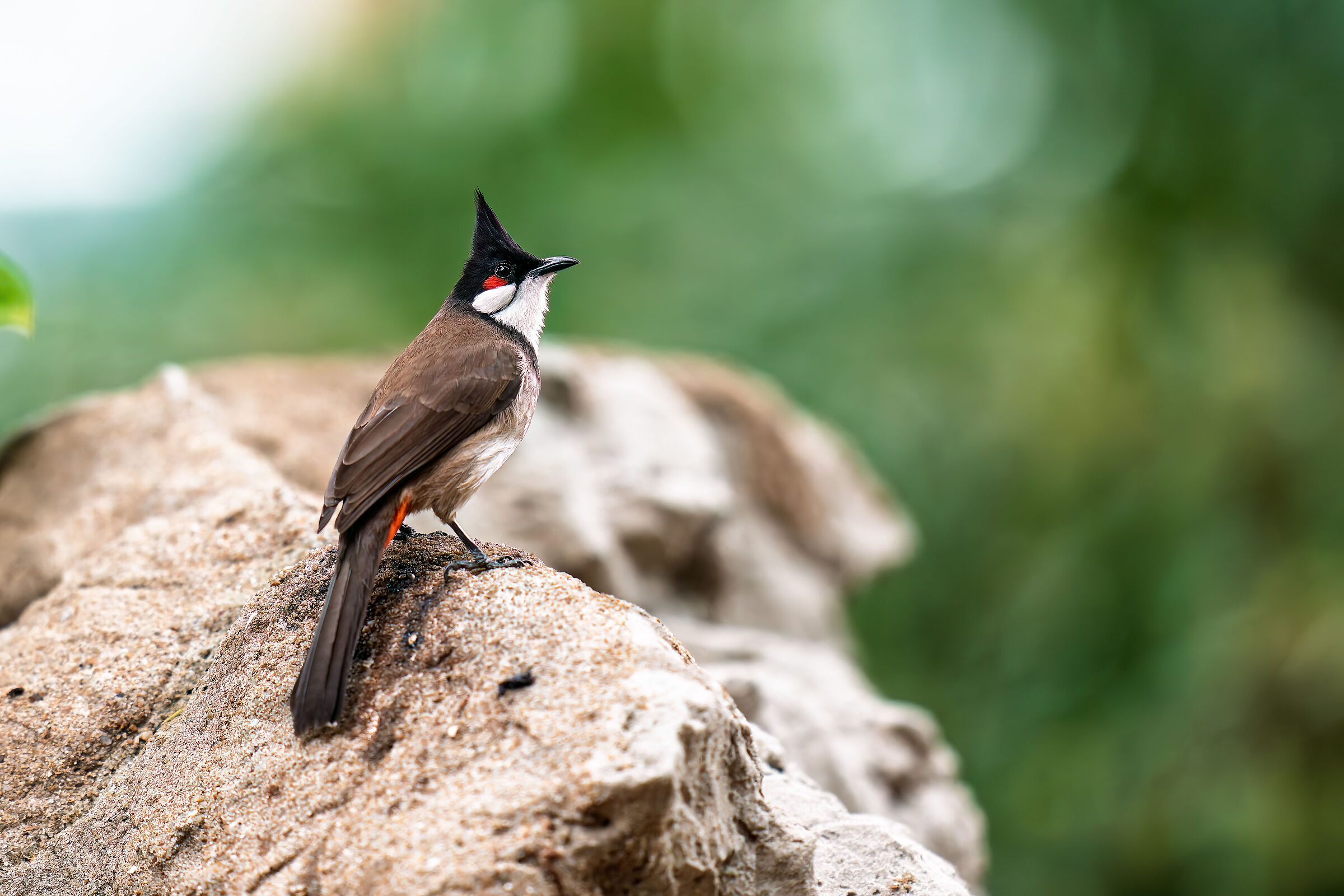 Bulbul on the rock