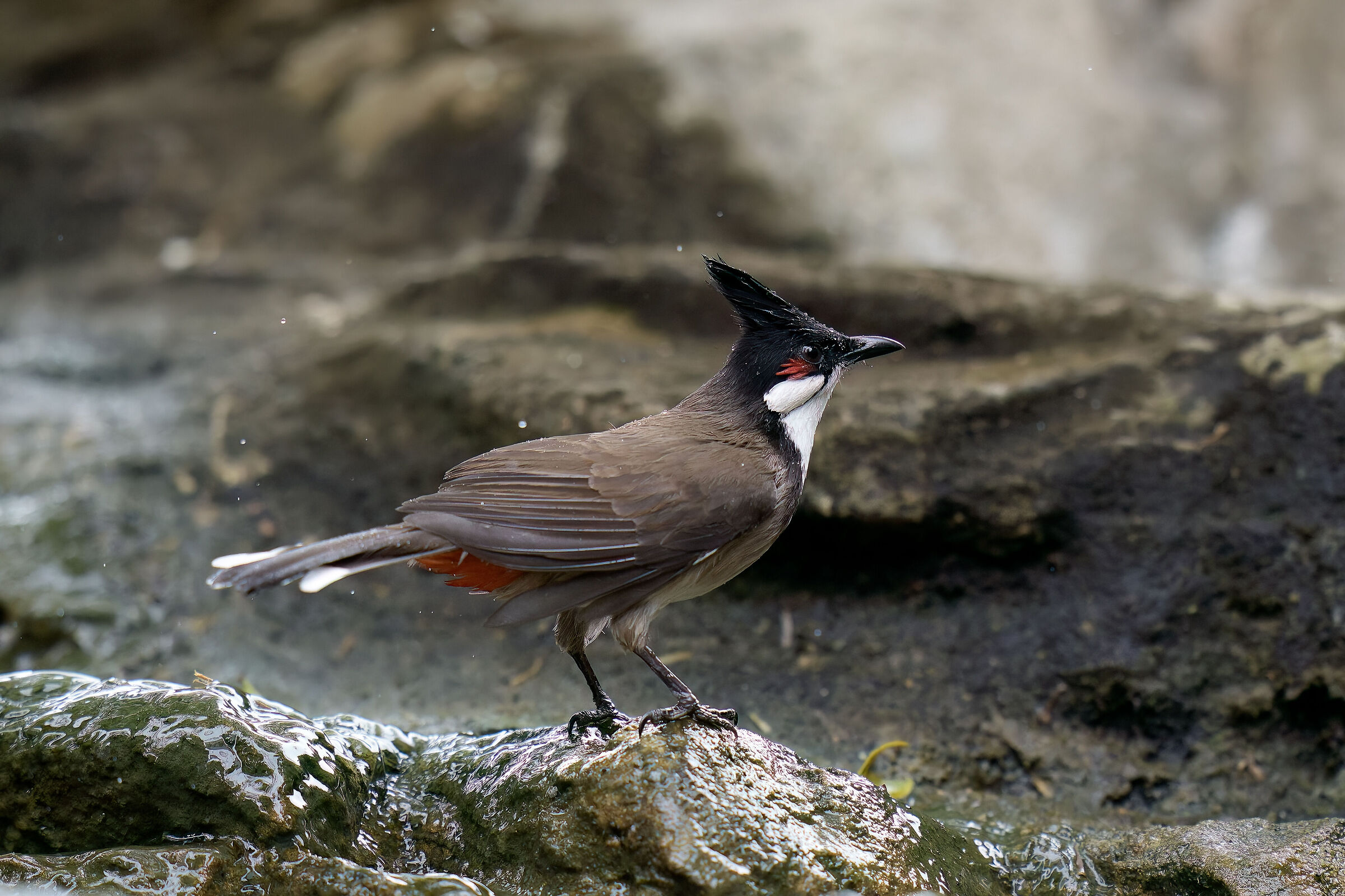 wet bulbul